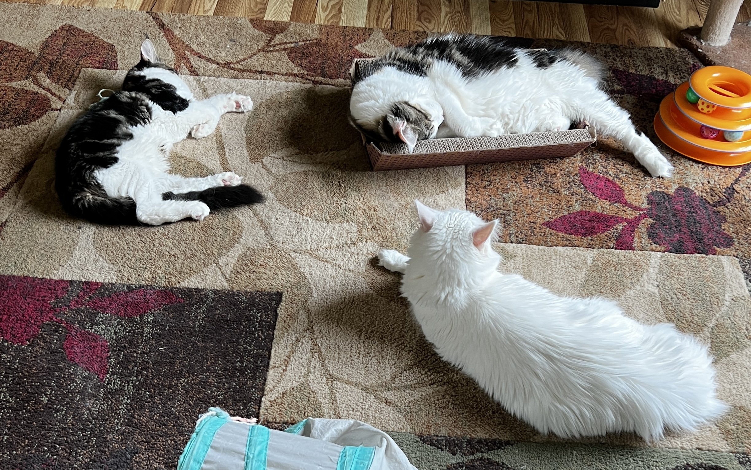 Two Maine Coons, Molly and Miss G, both dark brown tabbies and Elsa, a fluffy white Maine Coon resting on a patterned rug, one curled inside a cardboard scratcher.