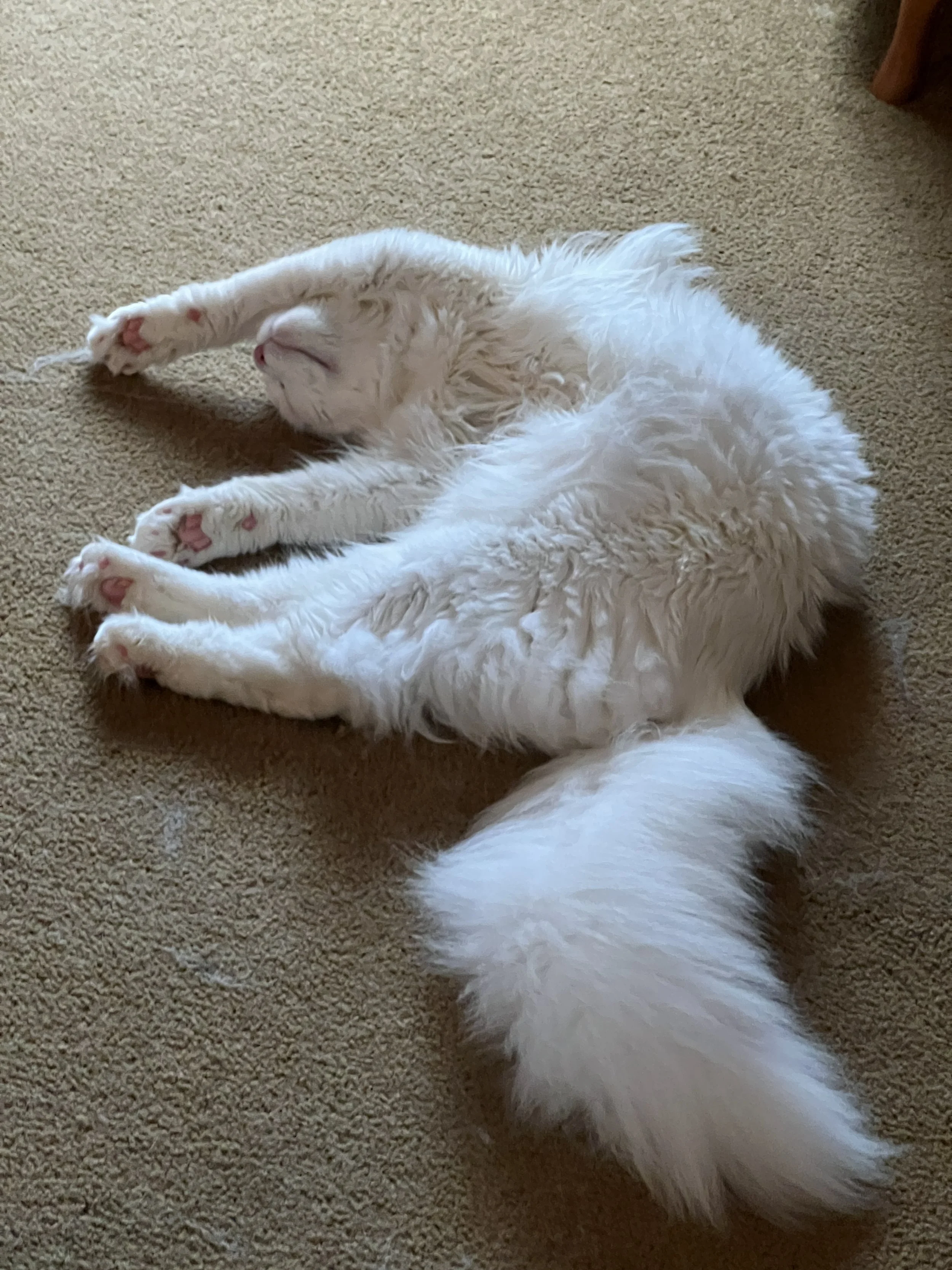 Pink, a longhaired white Maine Coon with a large, bushy tail and pink paw pads, stretched out on her side on beige carpeting with her front legs extended.
