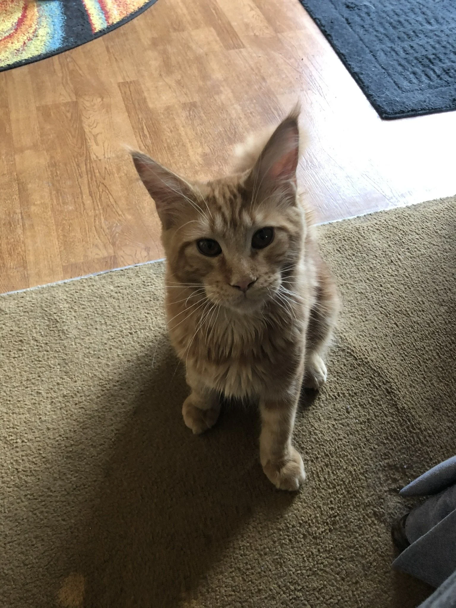 Young red tabby Maine Coon kitten with light orange fur, darker orange stripes, and large tufted ears, sitting on beige carpet and looking toward the camera.