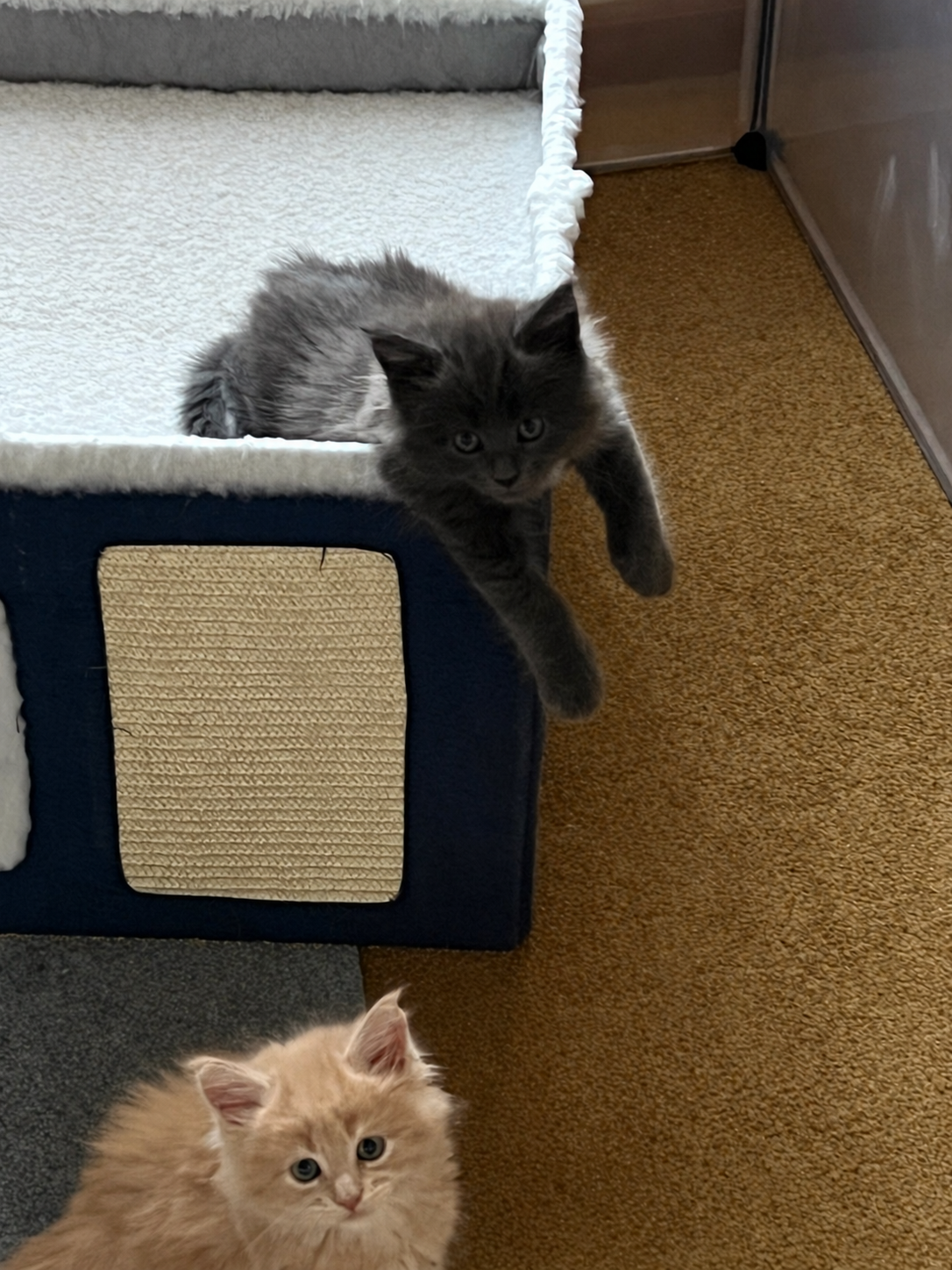 A fluffy solid gray Maine Coon kitten hanging its front paws over the edge of a cat house, with a cream-colored kitten sitting below and looking up.