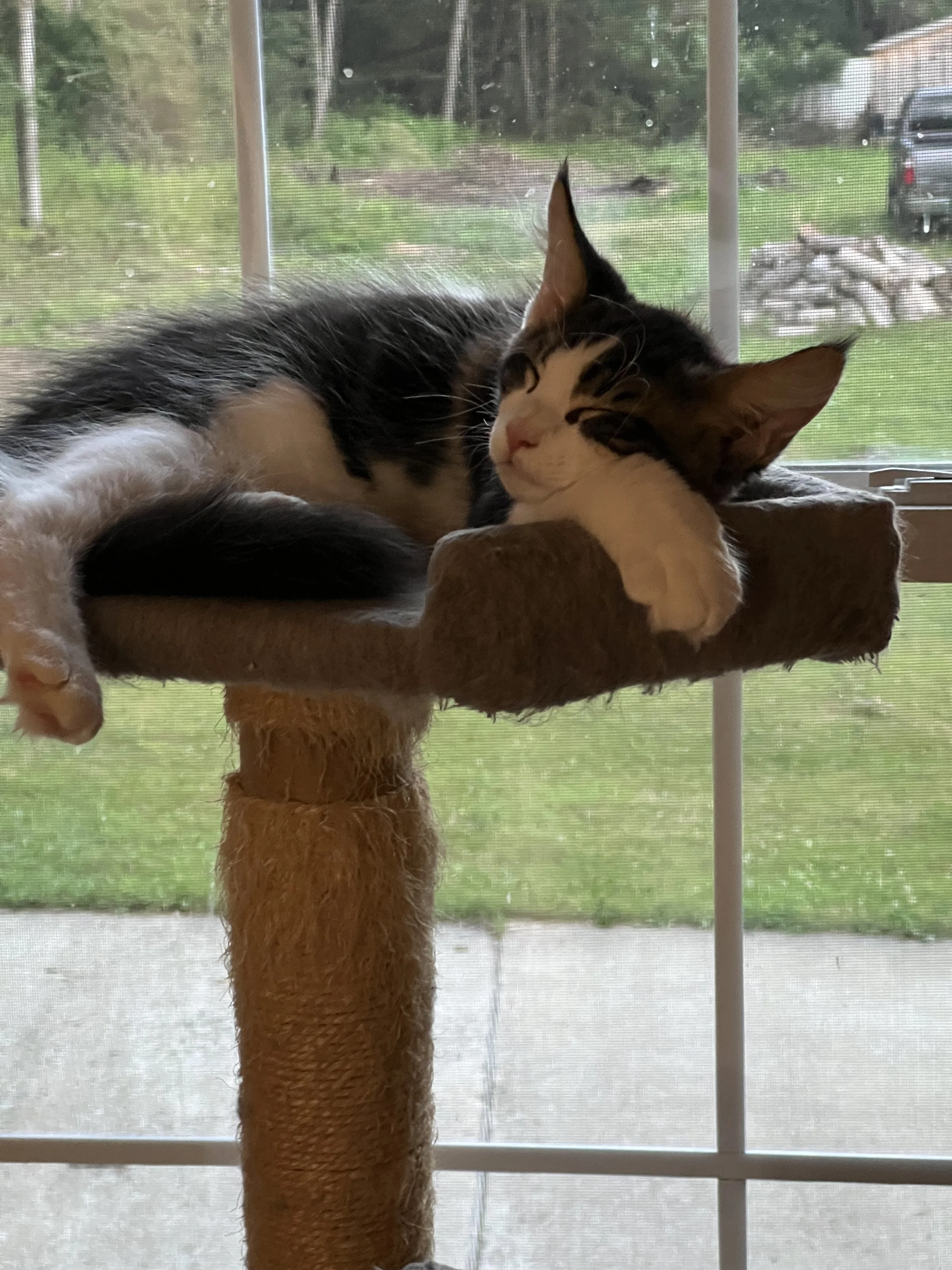 Brown tabby and white Maine Coon kitten with dark striped markings, large tufted ears, and white paws lounging on a cat tree platform in front of a window, with one paw hanging over the edge.