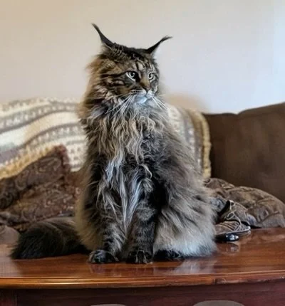 Leo, a brown tabby Maine Coon with dark stripes, a thick silver-brown chest ruff, and prominent ear tufts, sitting upright on a wooden coffee table.