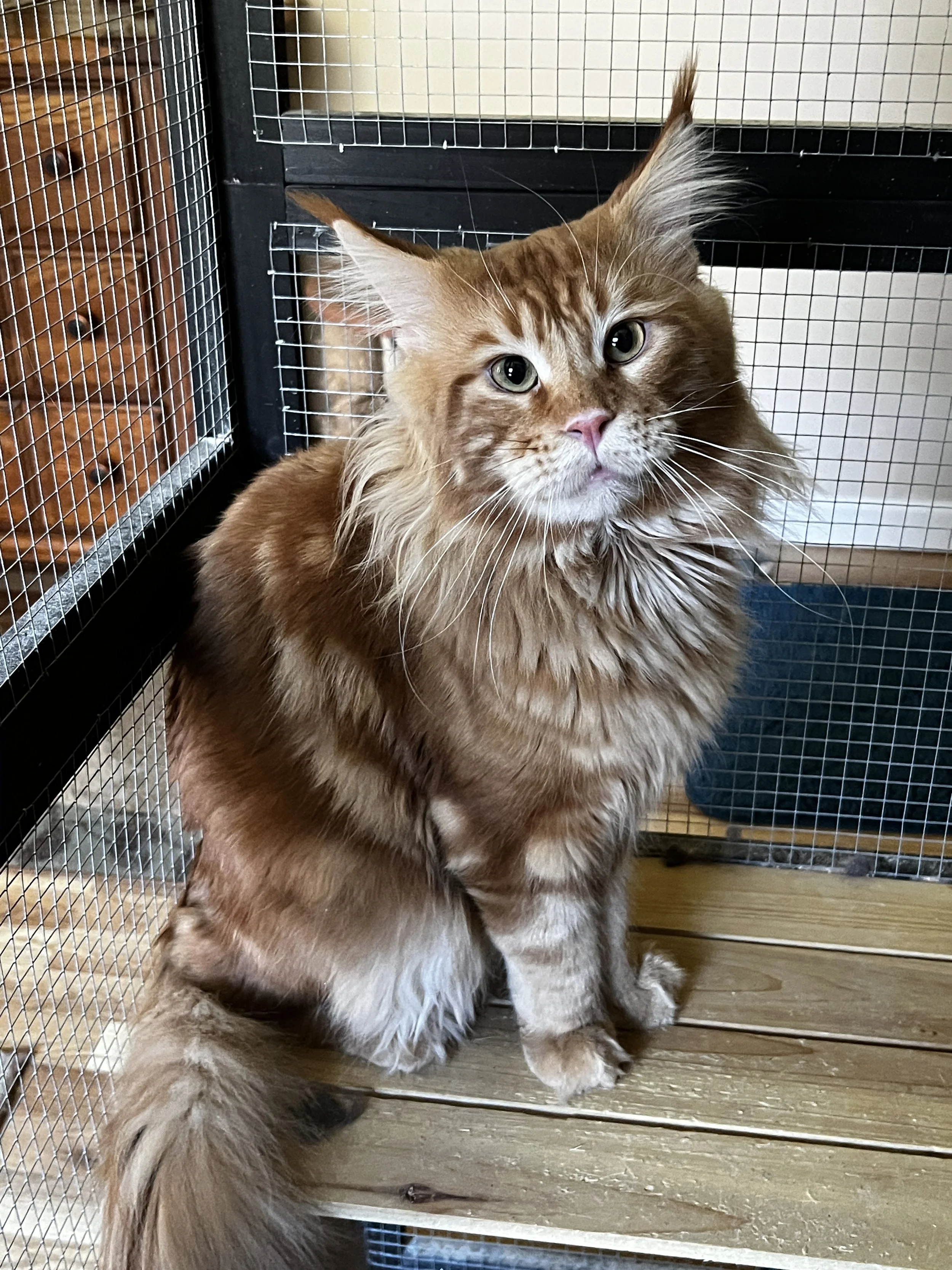 Eddie, a red tabby Maine Coon with orange and cream striped fur, pale green eyes, prominent ear tufts, and a thick, bushy tail, sitting on a wooden platform inside a wire enclosure.
