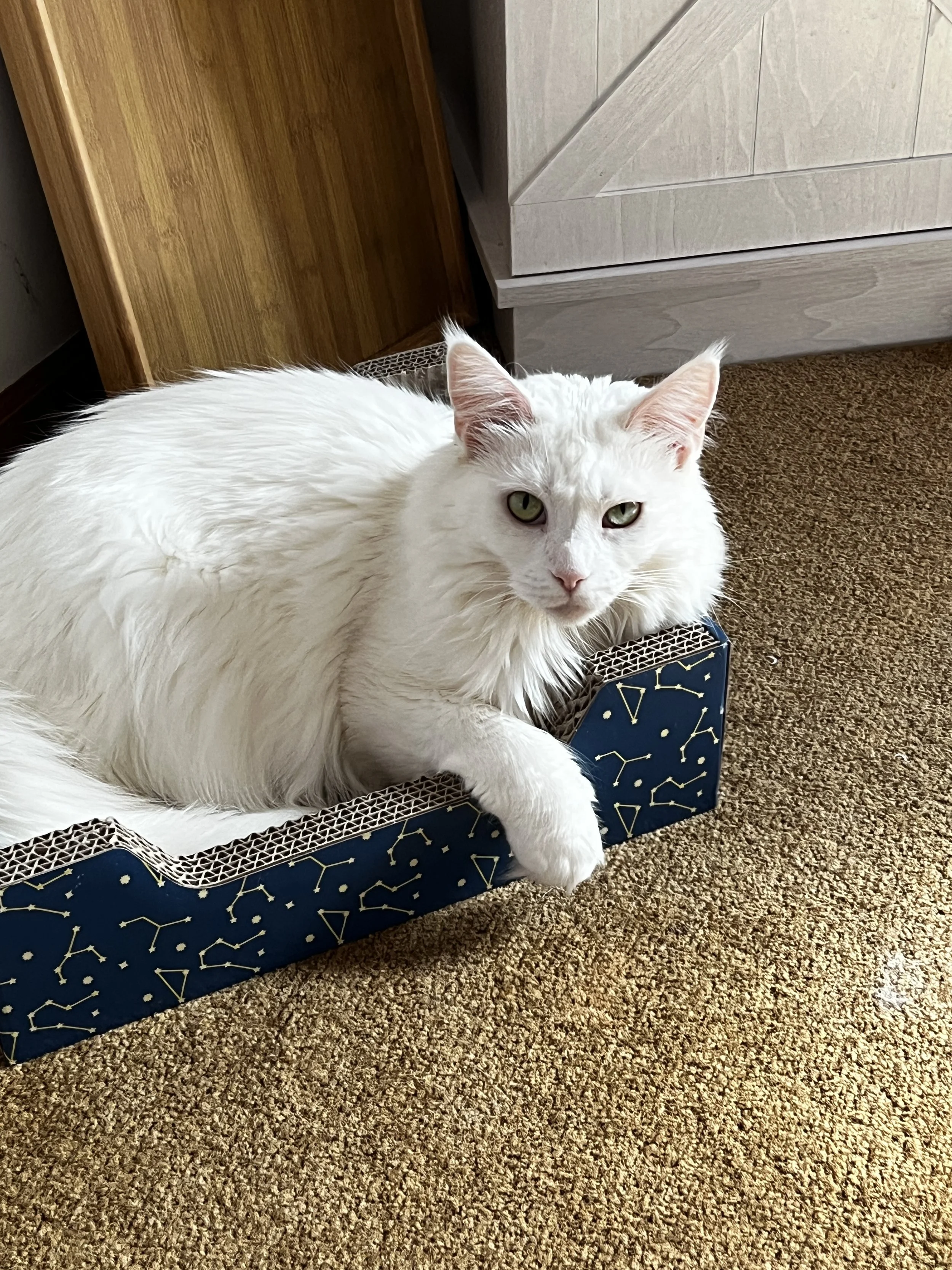 Elsa, a white Maine Coon with green eyes, pink ears, and a long, bushy tail, sitting on a wooden stool and looking toward the camera.
