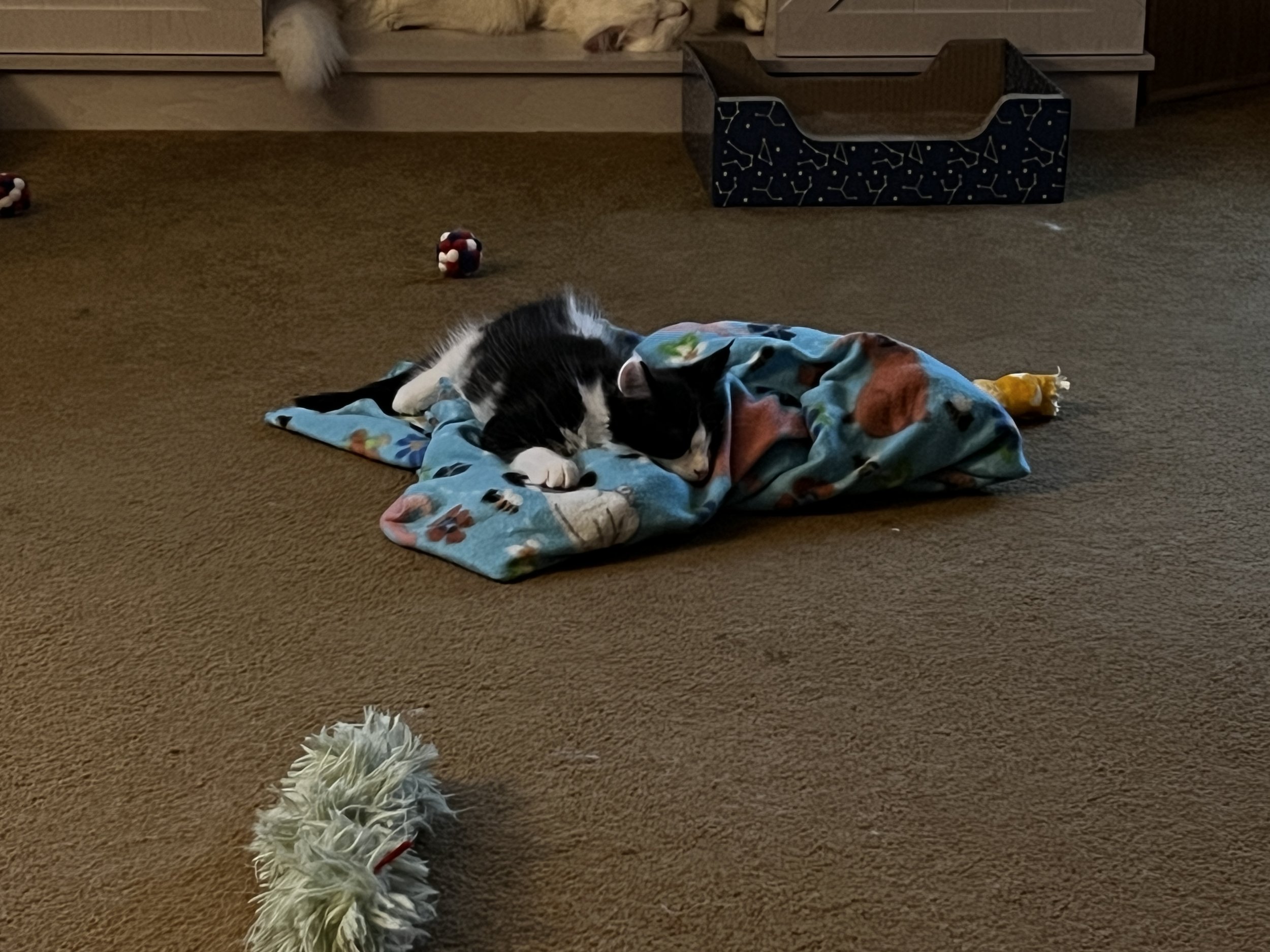 Black-and-white Maine Coon kitten crouching playfully on a crumpled blue patterned blanket on the carpet, with cat toys scattered nearby.