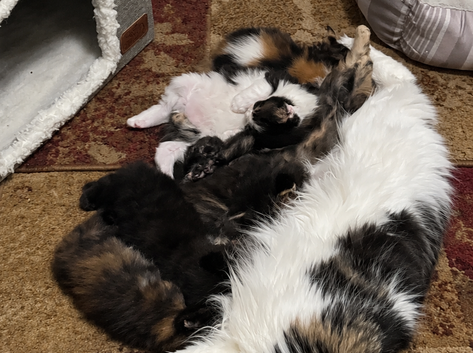 Molly, a longhaired Maine Coon mother cat with white and dark tabby fur, lying on a patterned rug while her newborn kittens nurse and cuddle against her.