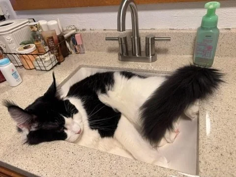Emmett, a black-and-white Maine Coon with a fluffy black tail and white belly, curled up asleep inside a bathroom sink.
