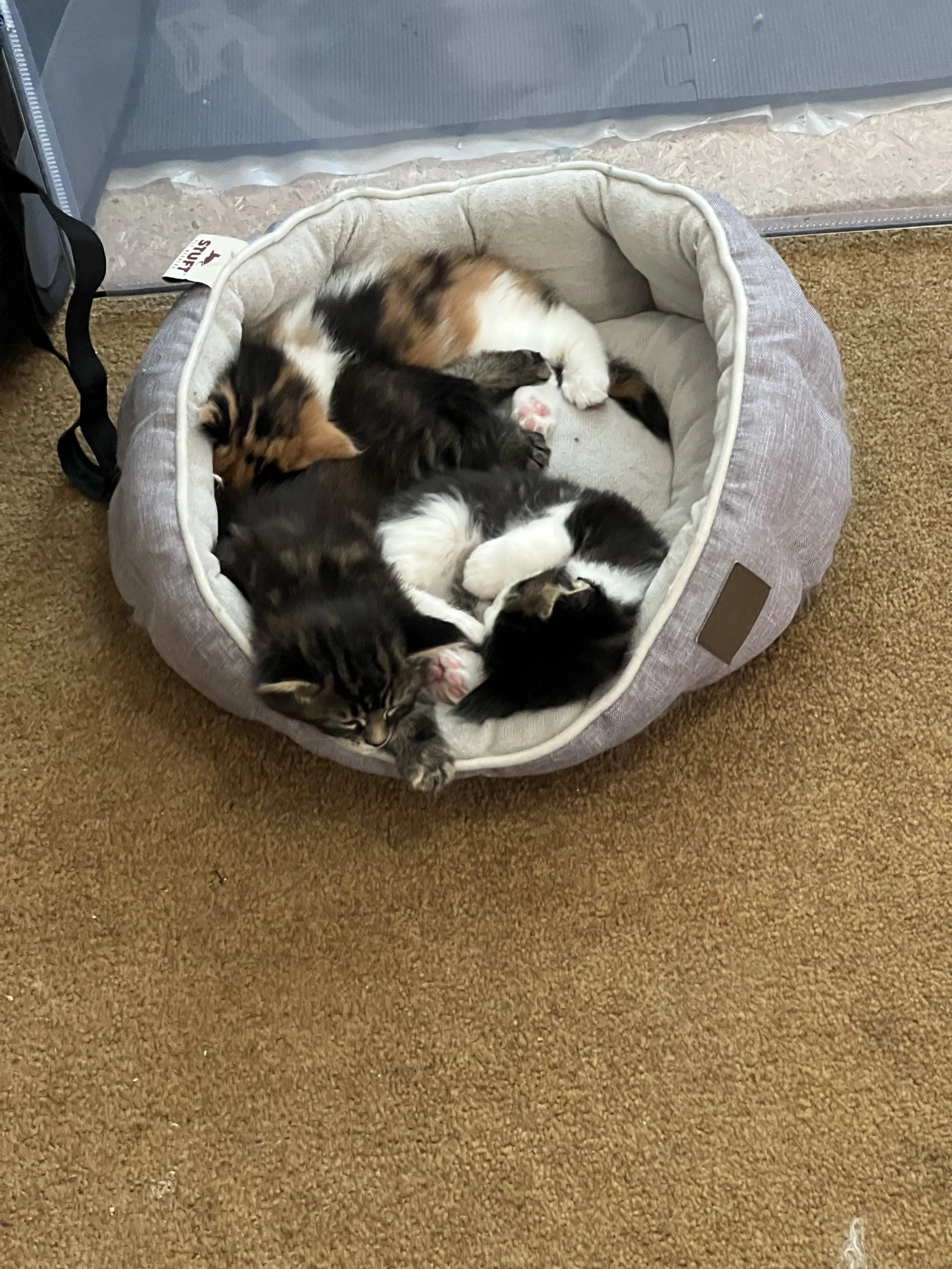 A group of fluffy Maine Coon kittens with calico, brown tabby, and black-and-white coats curled together asleep in a small gray fabric cat bed.