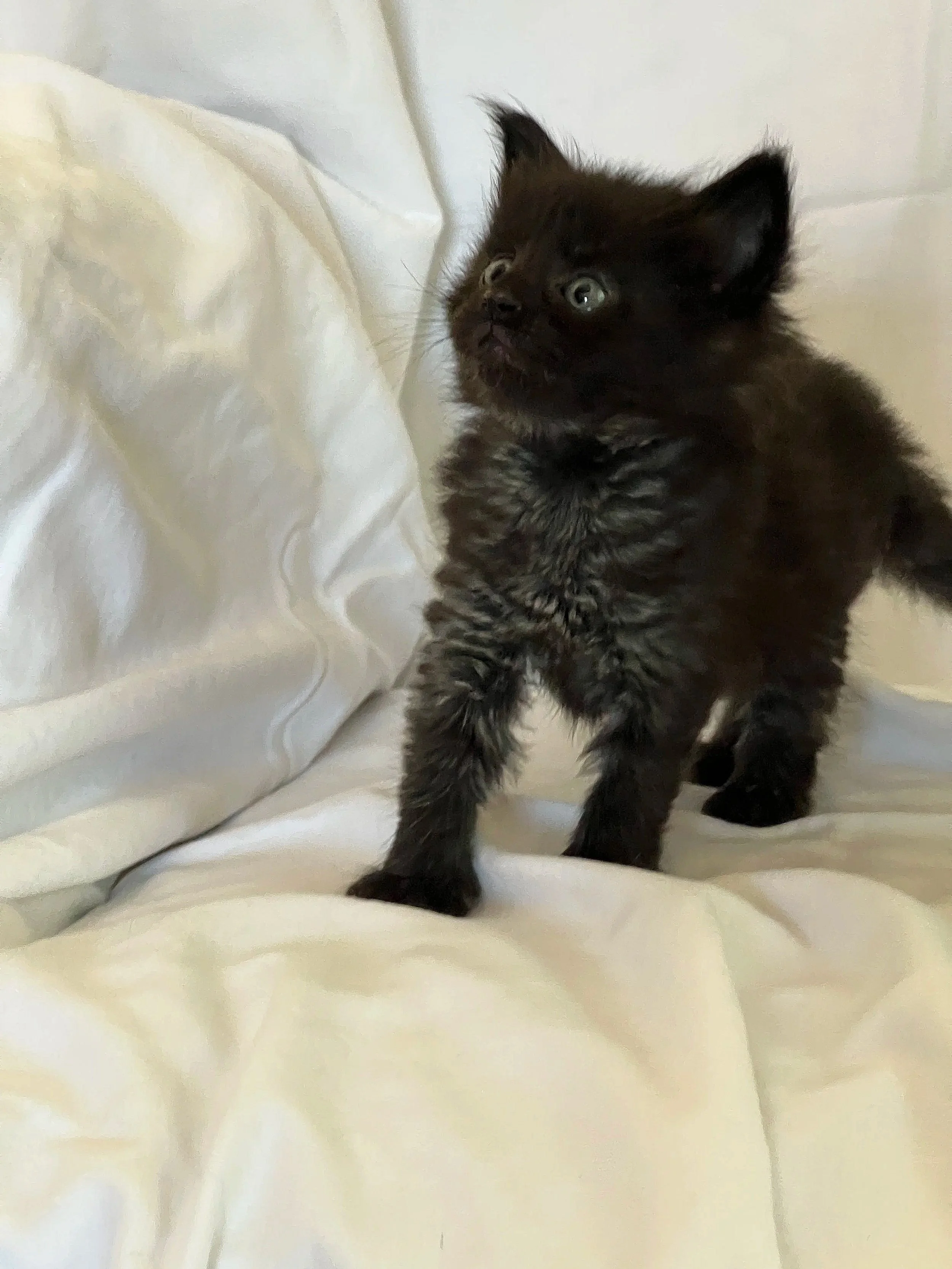 Tiny fluffy black Maine Coon kitten with round blue-gray eyes and pointed ears standing on rumpled white bedding.