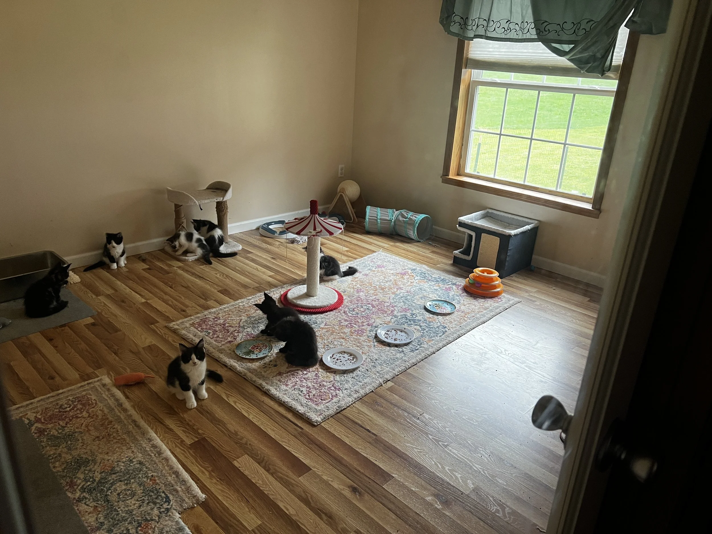 Several Maine Coon cats and kittens with black, white, and tabby coats exploring a spacious indoor play area with toys, scratching posts, and a colorful rug.