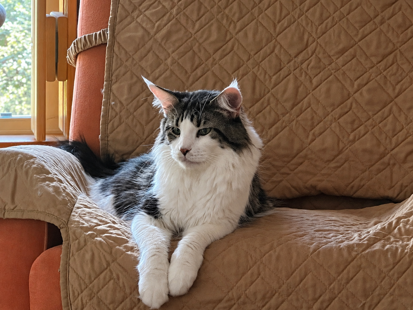 Molly, a dark brown tabby and white Maine Coon, resting on a tan quilted chair near a window.