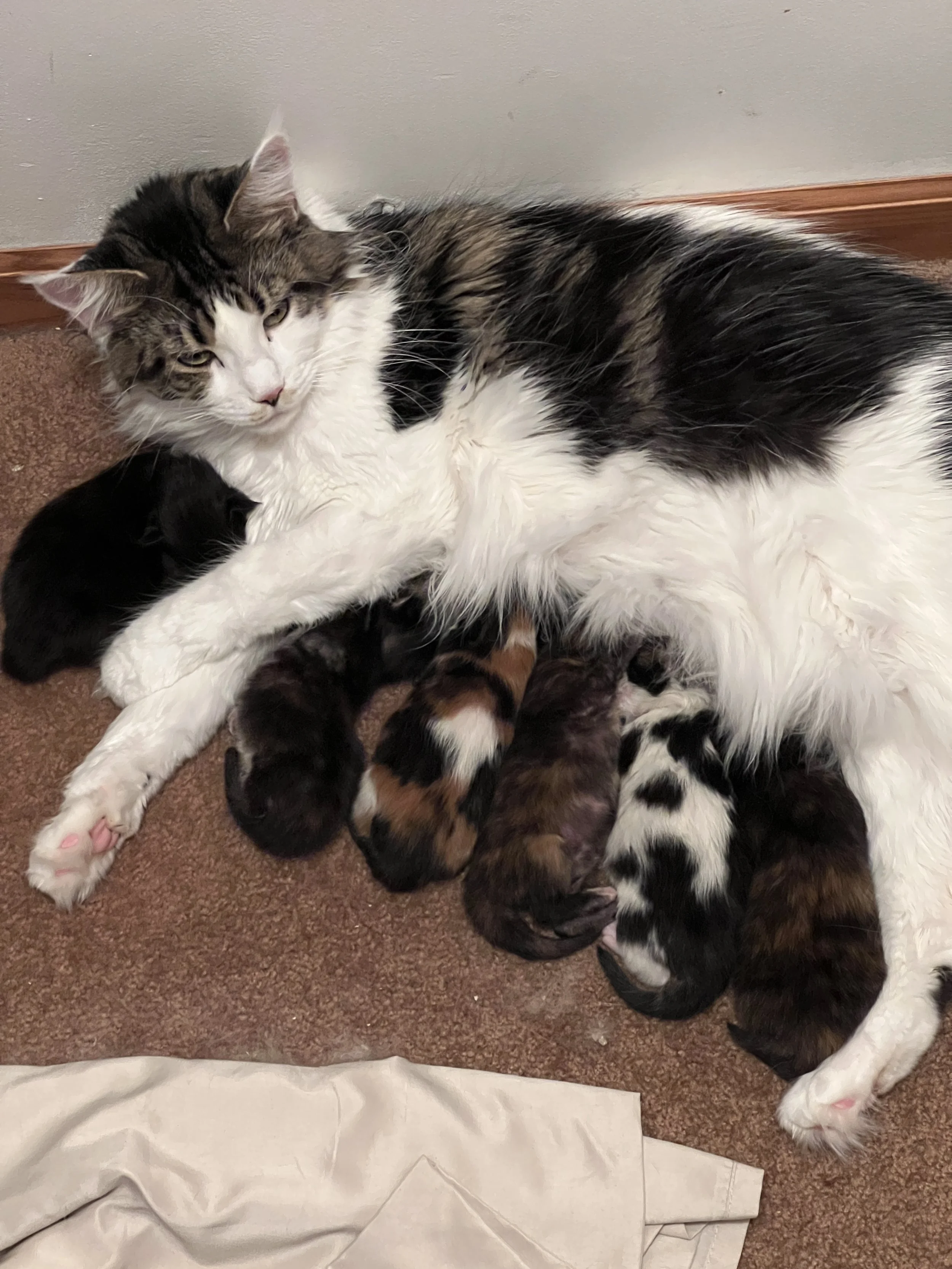 Molly, a brown tabby and white Maine Coon, lying on the carpet with a nursing litter of multicolored kittens gathered against her belly.