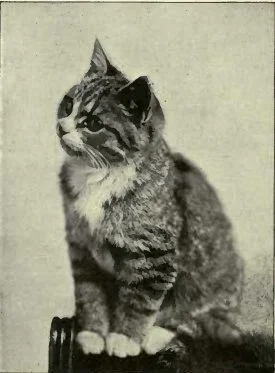Historic black-and-white photograph of Henessey, a tabby cat with dark striped fur and a white chest, sitting upright and looking to the left.
