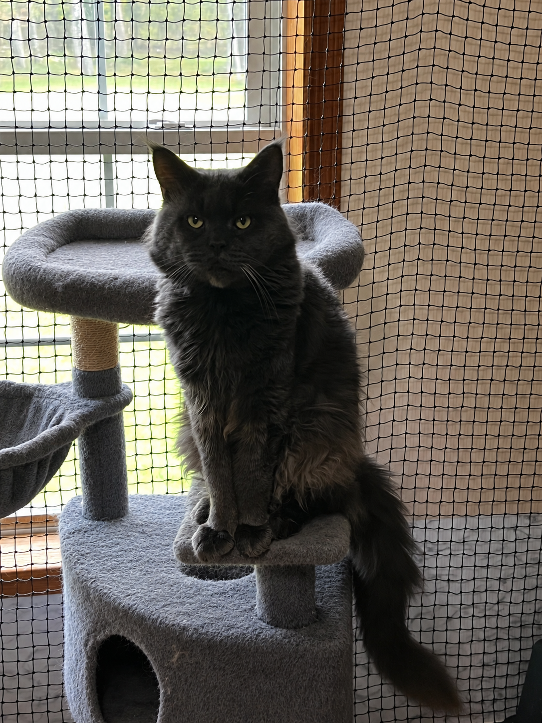 Eragon, a solid blue-gray Maine Coon, sitting on a gray cat tree in front of a window.