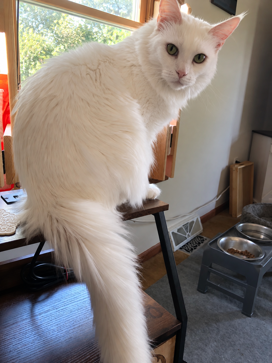 Elsa, a longhaired white Maine Coon with pale green eyes, pink ears, and a large, bushy tail, sitting on a wooden stool beside a sunlit window.