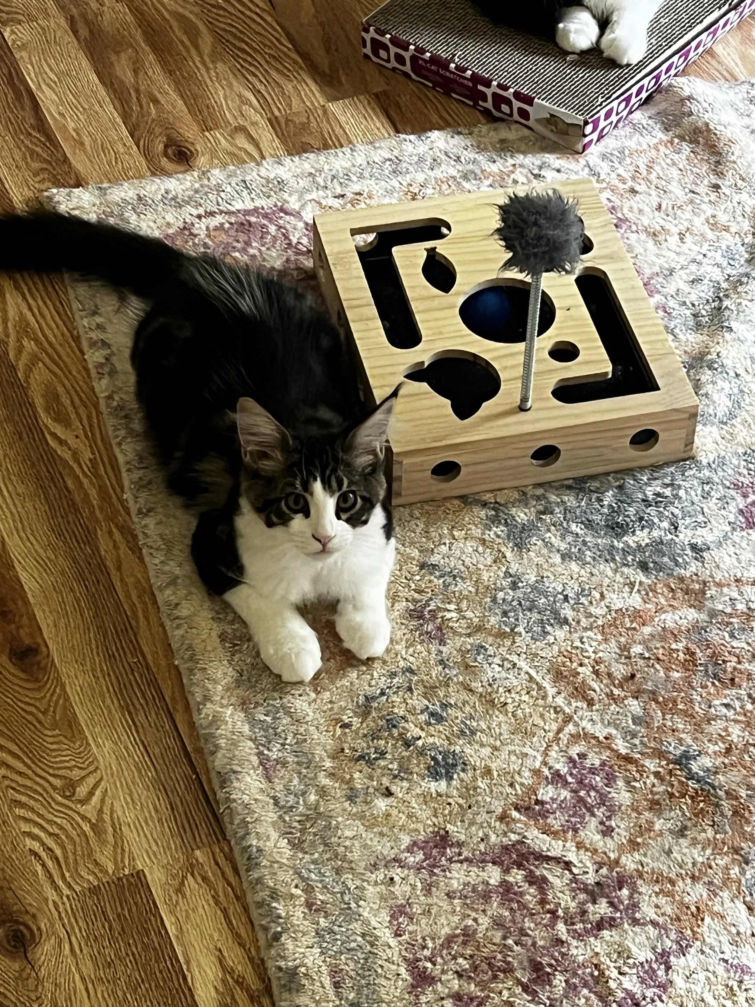 Miss G, a young Maine Coon kitten with dark tabby markings, a white chest and paws, lying on a patterned rug beside a wooden interactive cat toy.
