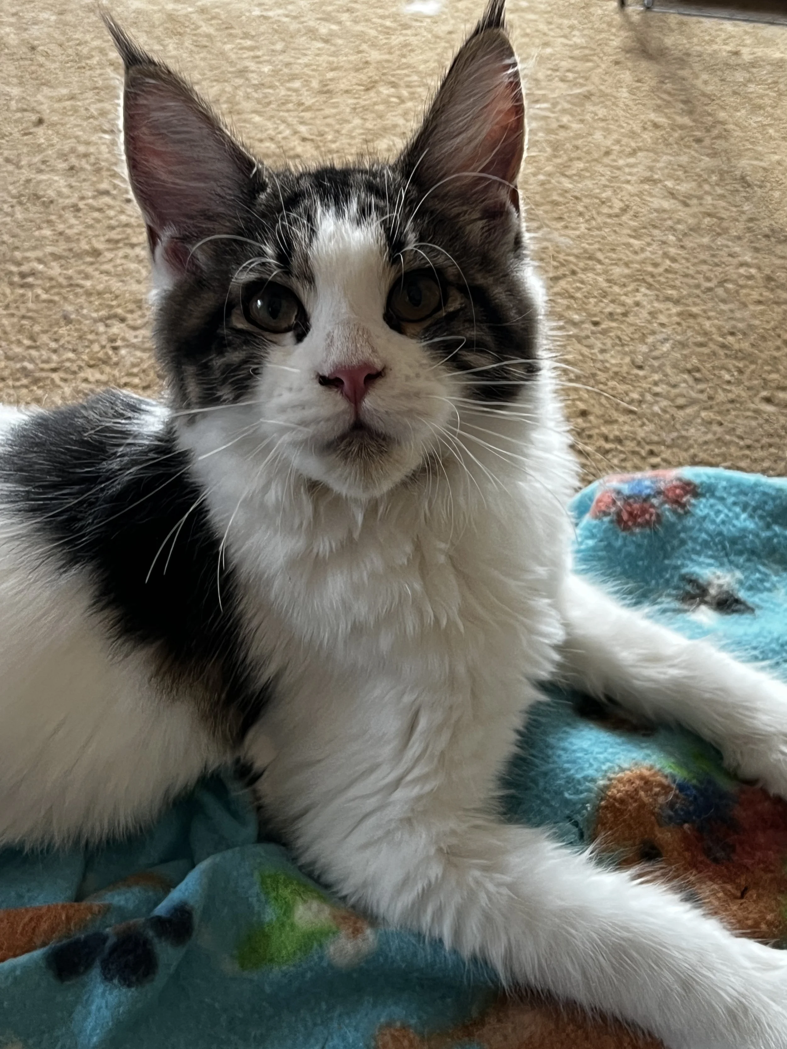 Maine Coon kitten with dark tabby markings, a white face and chest, large tufted ears, and a pink nose, relaxing on a colorful blanket.