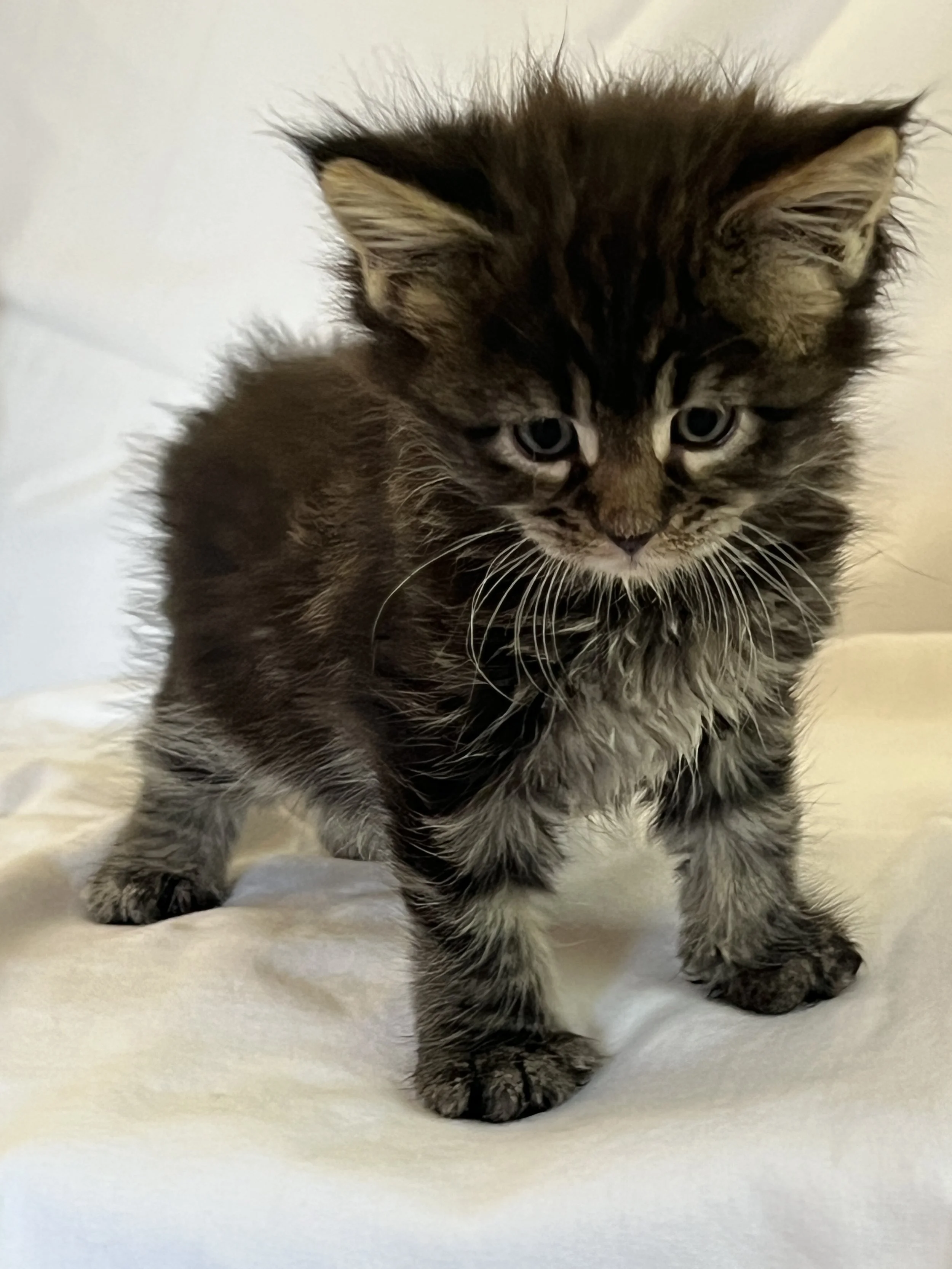 Tiny brown tabby Maine Coon kitten with dark stripes, blue-gray eyes, large ears, and a fluffy chest, standing on white bedding and looking downward.