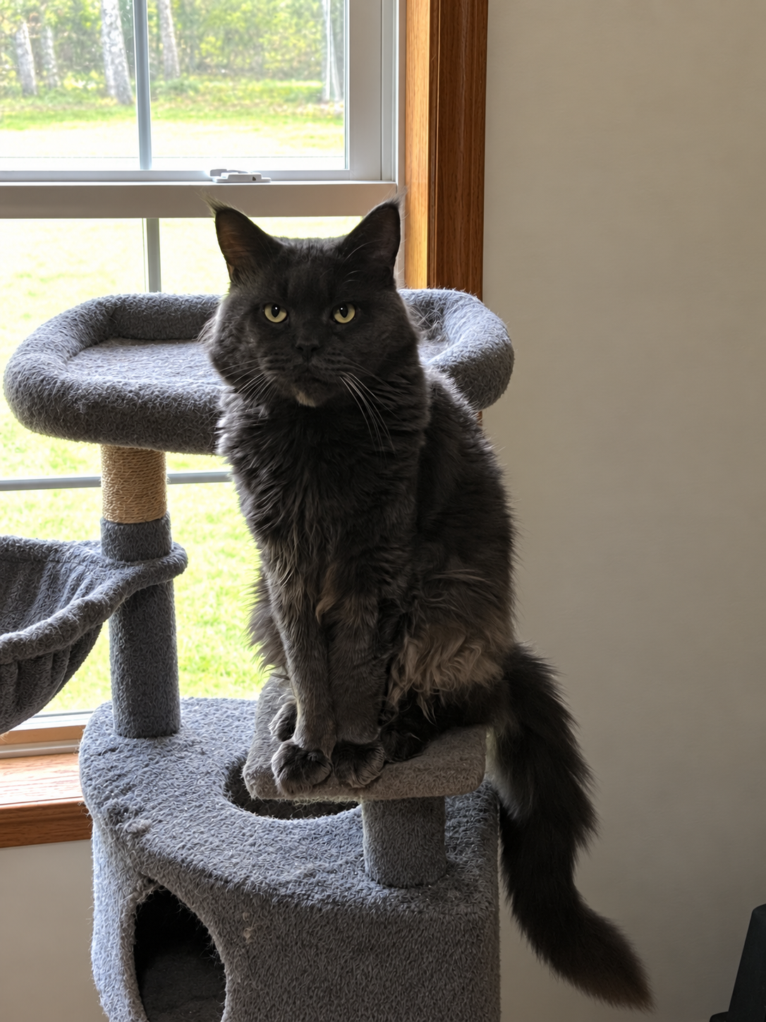 Eragon, a solid blue-gray Maine Coon, sitting on a gray cat tree in front of a window.