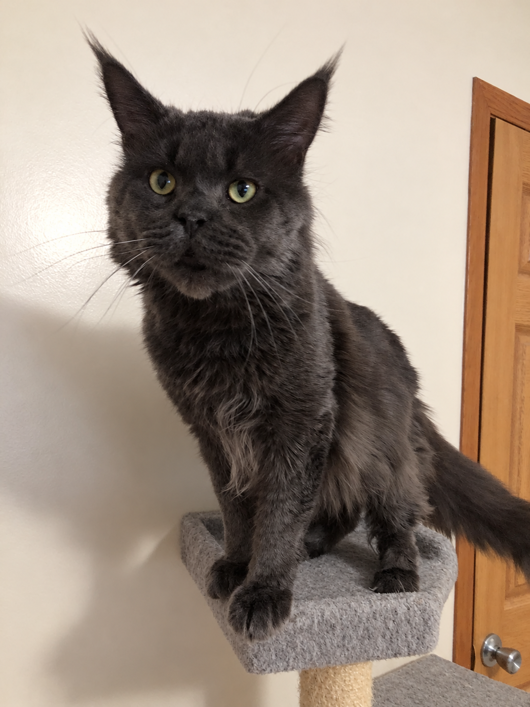 Eragon, a solid blue-gray Maine Coon with smoky gray fur, pale green eyes, large tufted ears, and a long tail, standing on a gray cat tree.