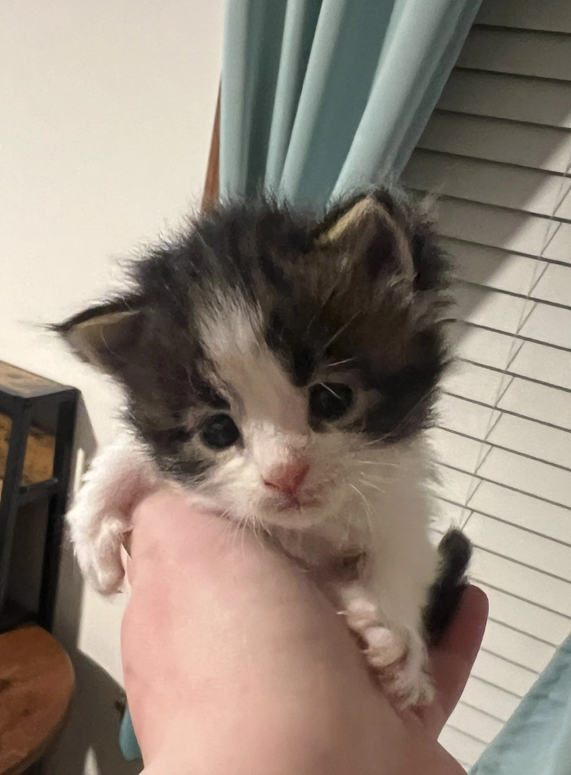 Miss Polly as a very young Maine Coon kitten, with dark tabby and white fur, a pink nose, and tiny white paws, being gently held in a person's hand.
