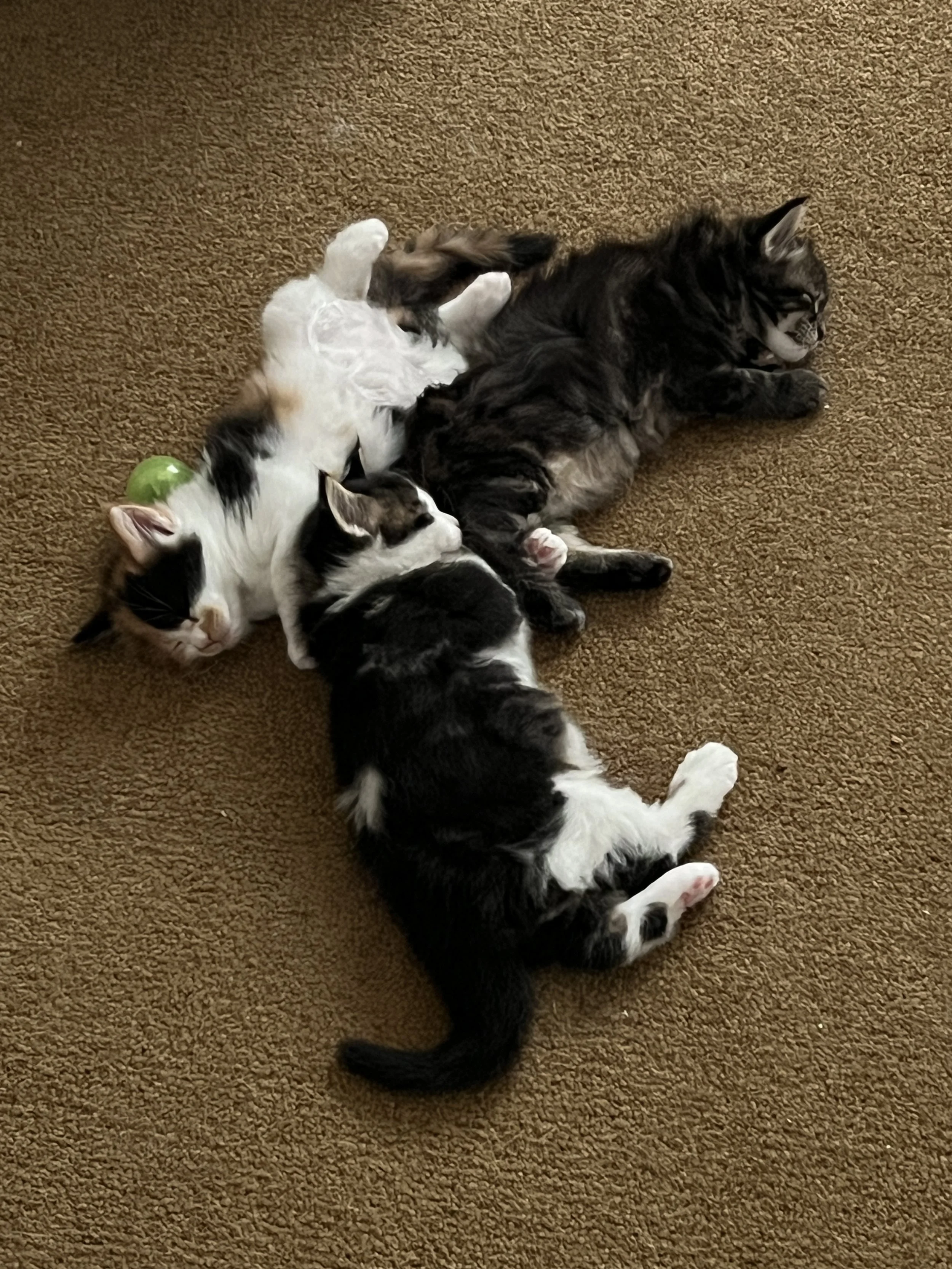 Three Maine Coon cats relaxing together on beige carpet: two black-and-white cats lying belly-up beside a fluffy brown tabby with dark stripes.