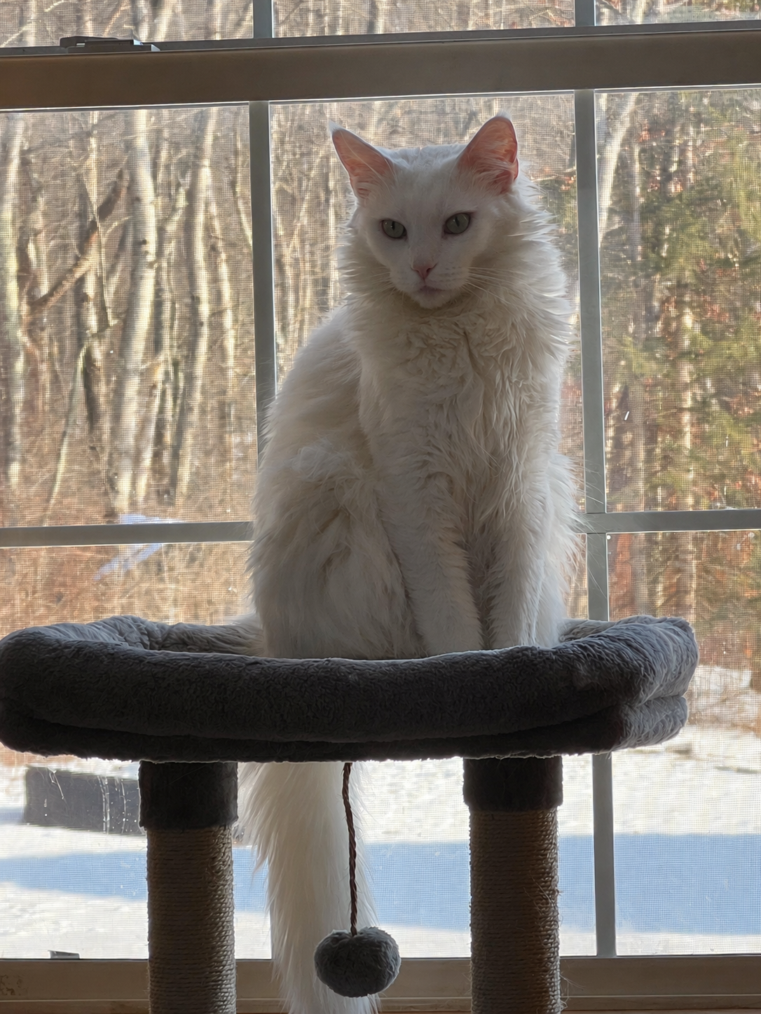 Pink, a white Maine Coon with a long fluffy coat and pale eyes, sitting on a cat tree in front of a large window.
