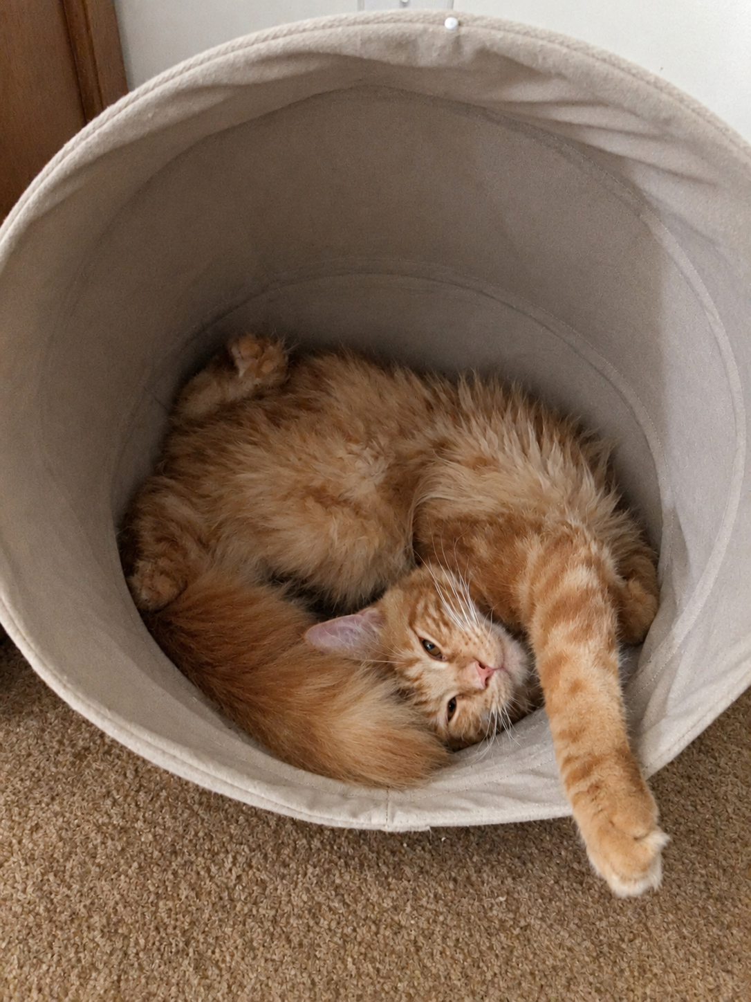Fluffy red tabby Maine Coon with orange striped fur curled upside down inside a soft white fabric tunnel, with one front paw stretched outward.
