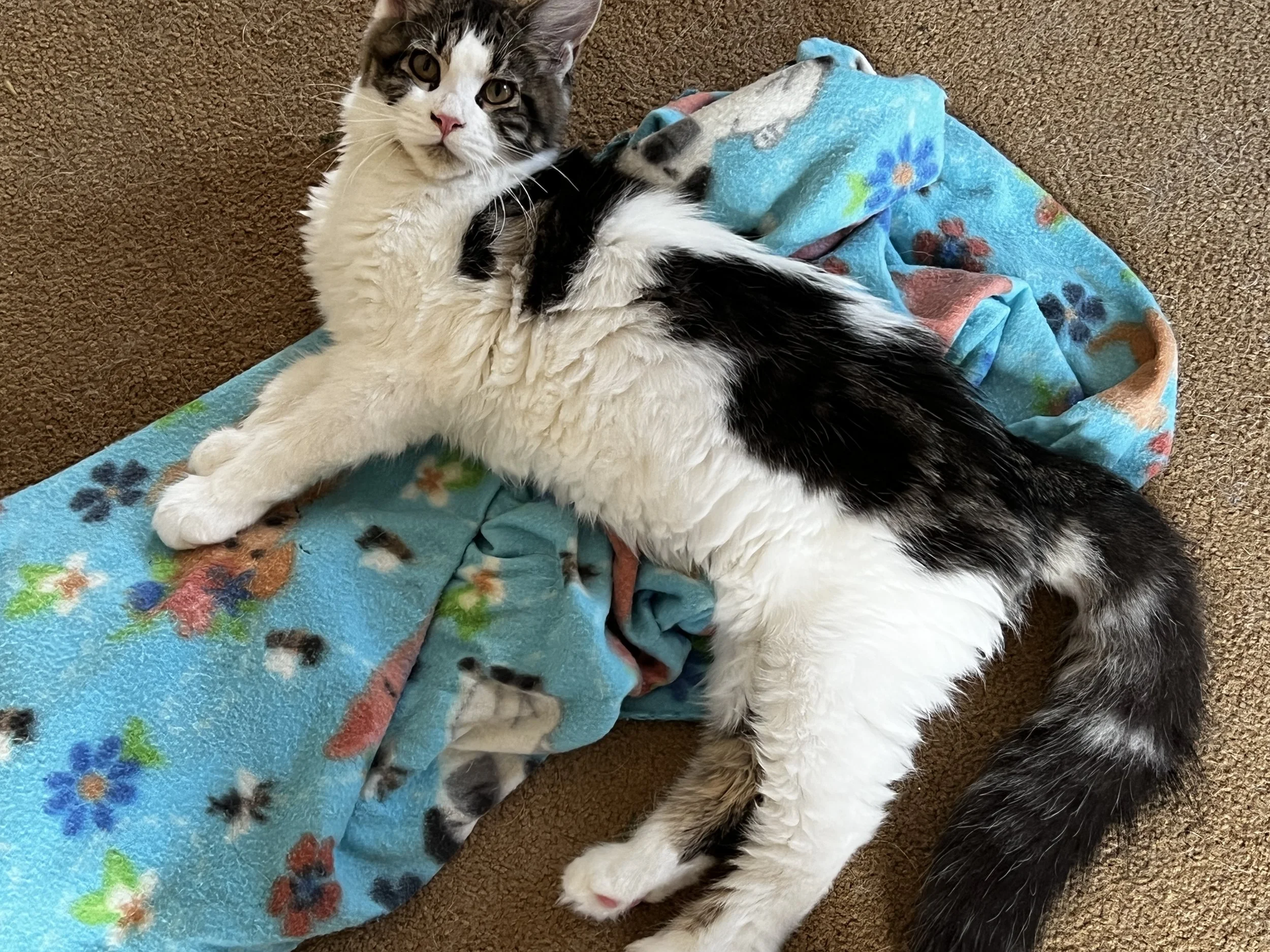 Polly, fluffy Maine Coon kitten with dark tabby patches and white fur, stretched out on a blue patterned blanket with her bushy tail extended.