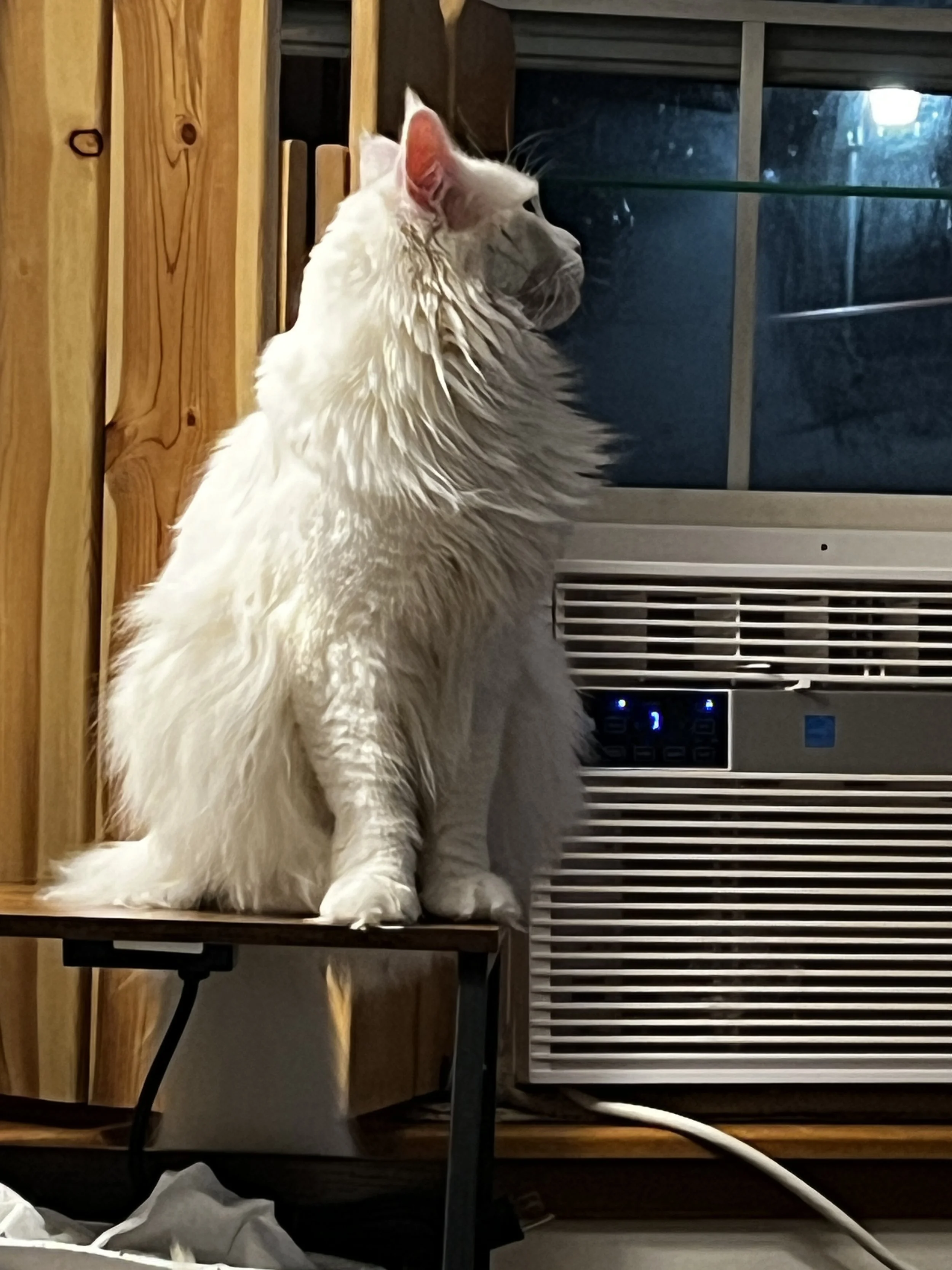 Pink, a longhaired white Maine Coon with pink ears and a thick, fluffy coat, sitting on a wooden table beside a window air conditioner and looking outside.