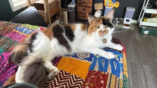 Piper, a calico Maine Coon with patches of orange, black, and white fur and a large fluffy tail, relaxing on a colorful patchwork quilt.