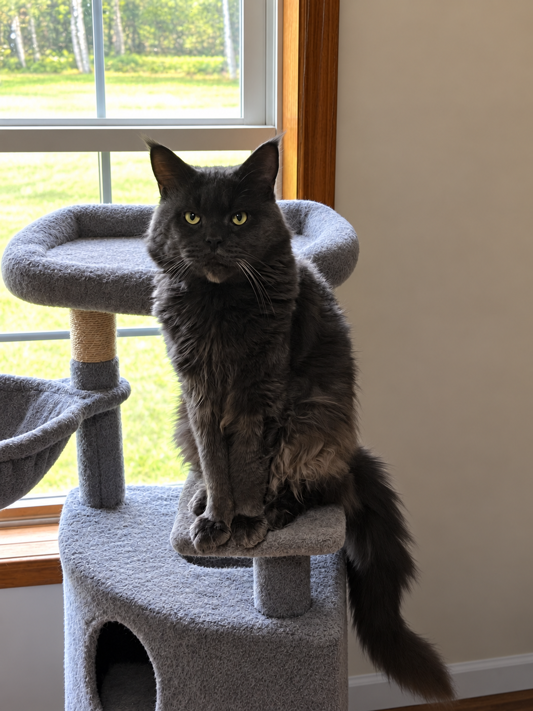Eragon, a solid blue-gray Maine Coon, sitting on a gray cat tree in front of a window.