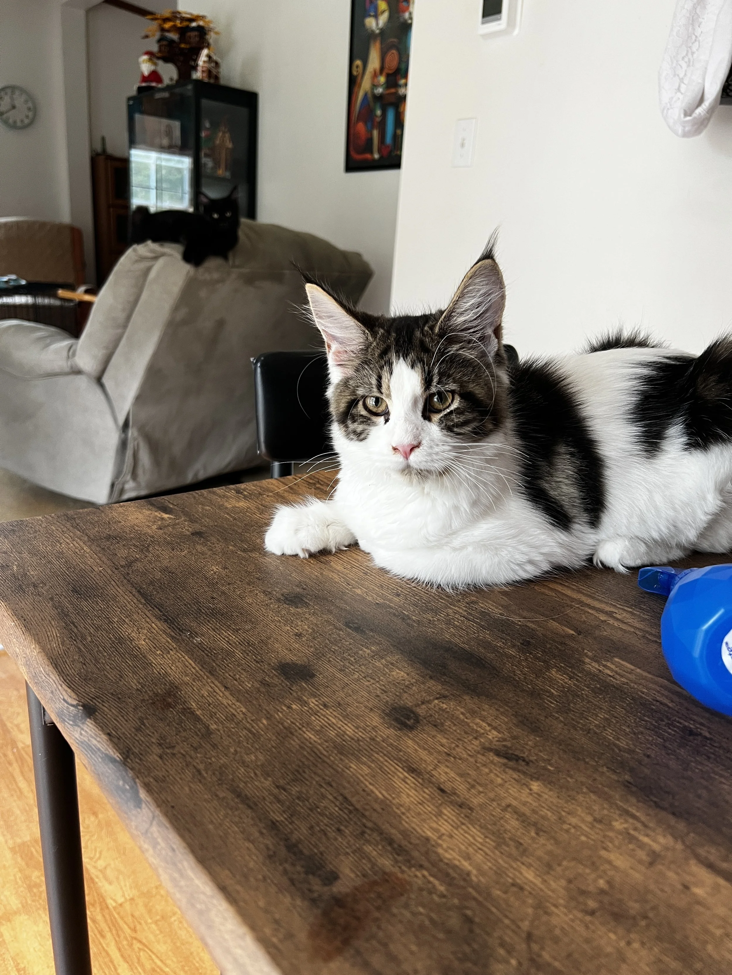 Polly, Maine Coon kitten with dark tabby and white markings, tufted ears, and a fluffy chest, resting on a wooden table.