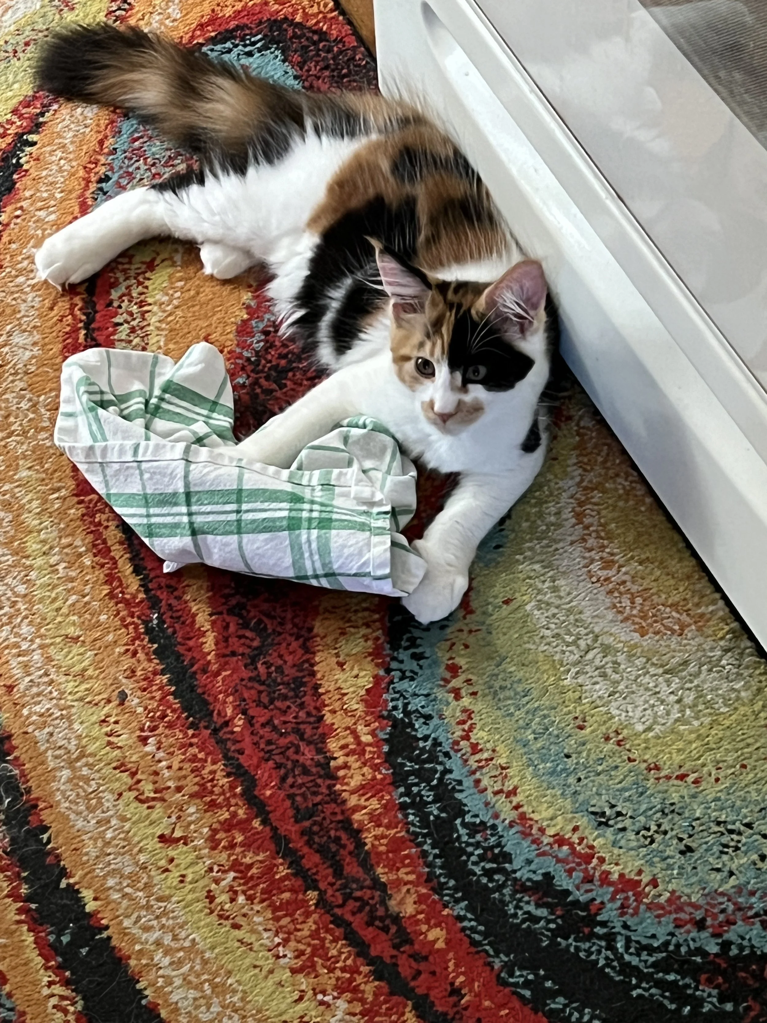 Calico Maine Coon kitten with orange, black, and white patches lying on a colorful patterned rug beside a green-and-white checked kitchen cloth.