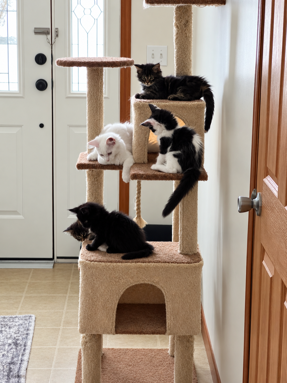 Four Maine Coon kittens with black, white, and tortoiseshell-colored fur resting on different levels of a beige cat tree beside a glass front door.