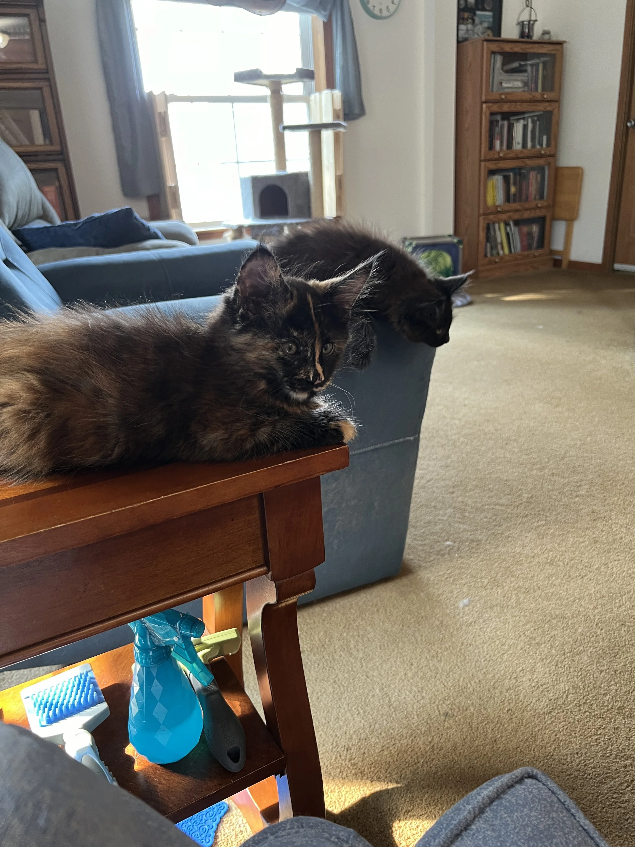 A fluffy tortoiseshell Maine Coon kitten with mottled black and orange fur and a straight line down the center of their face resting on a wooden side table, beside a black Maine Coon kitten lounging on the back of a blue chair.