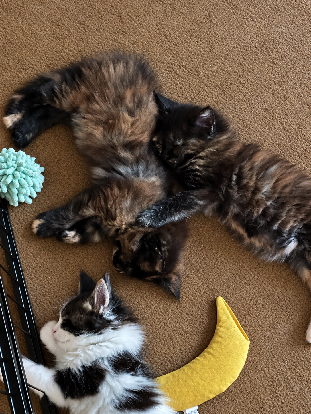 Several fluffy Maine Coon kittens with dark gray, black, and tabby fur cuddling and playing together on beige carpet, with a black-and-white kitten nearby.