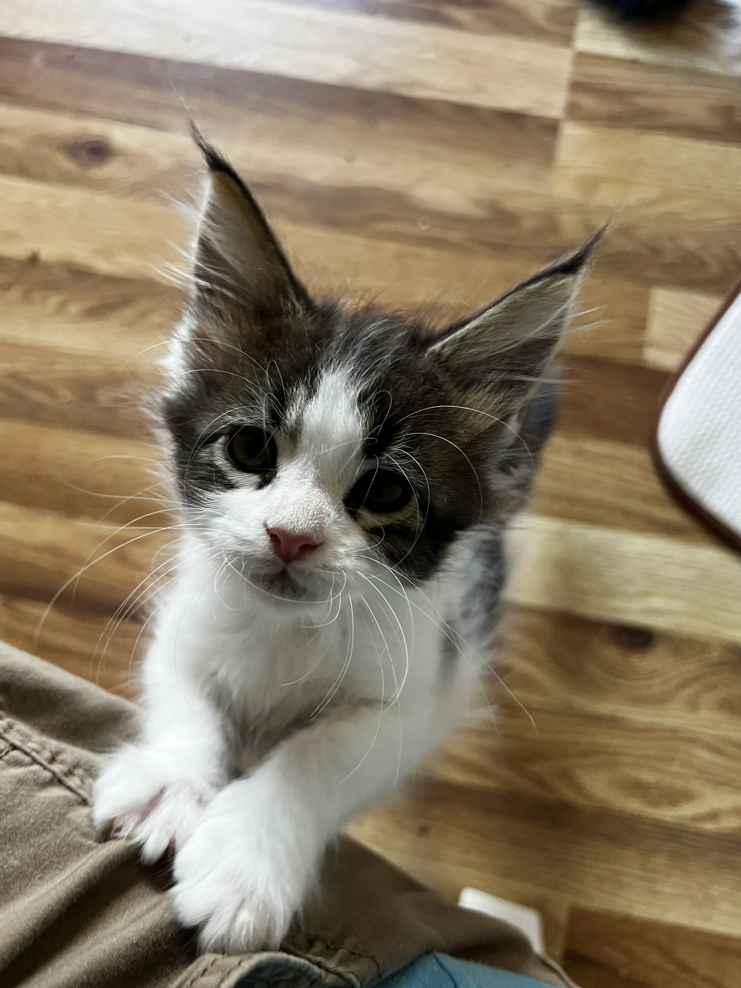 Polly, young Maine Coon kitten with oversized tufted ears, a pink nose, and white paws, reaching up onto a persons leg