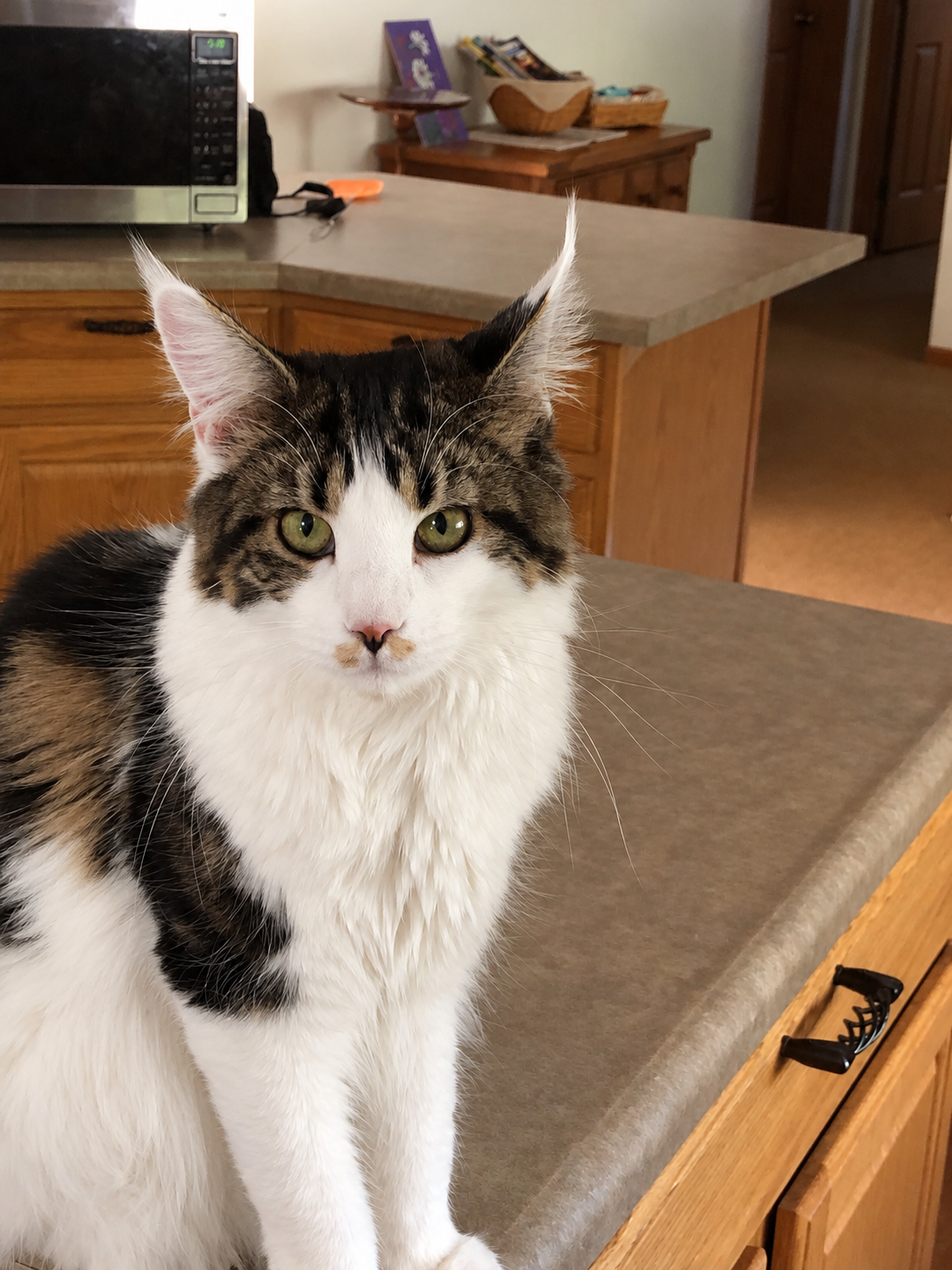 Molly, a dark brown tabby and white Maine Coon with dark striped markings, green eyes, a fluffy white chest, and long tufted ears, sitting on a kitchen counter.