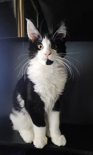 Paxton, a black-and-white tuxedo Maine Coon with a fluffy white chest, a small black chin marking, and long ear tufts, sitting against a dark background.