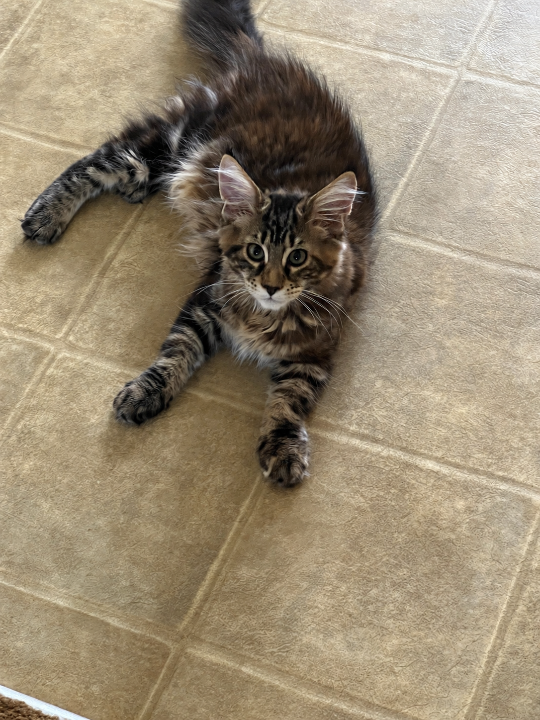 Fluffy brown tabby Maine Coon kitten with dark black stripes, large tufted ears, and a bushy tail lying on a tan tiled floor and looking toward the camera.