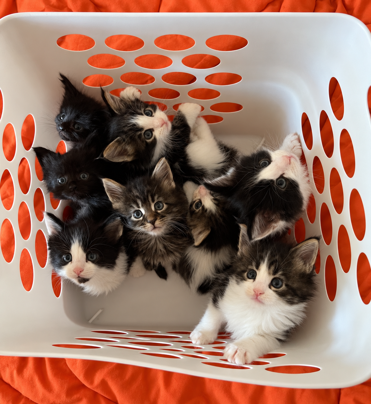 A litter of young Maine Coon kittens with black, tabby, and white coats looking up from a white laundry basket lined with orange fabric.