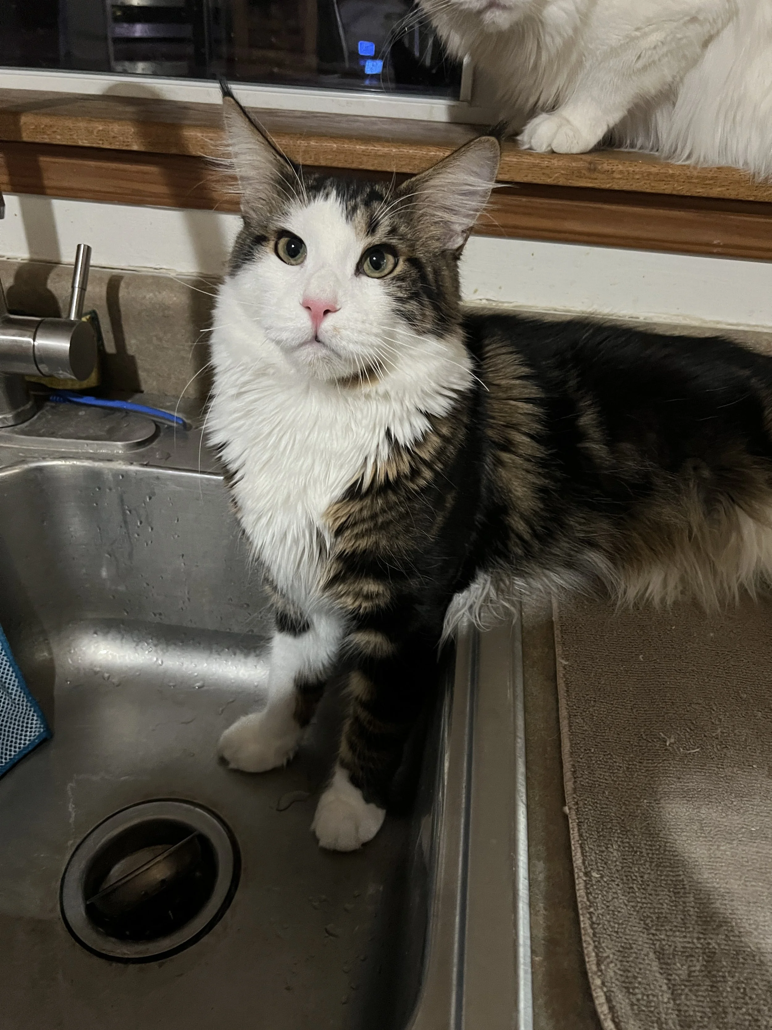 Brown tabby and white Maine Coon standing in a stainless steel kitchen sink and looking up at the camera, with part of a white cat visible on the windowsill behind.
