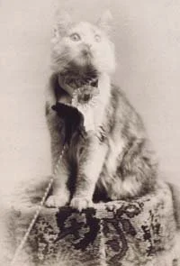 Faded nineteenth-century portrait of Cosey, a longhaired cat with a fluffy chest and bushy tail, sitting on a patterned cushion.