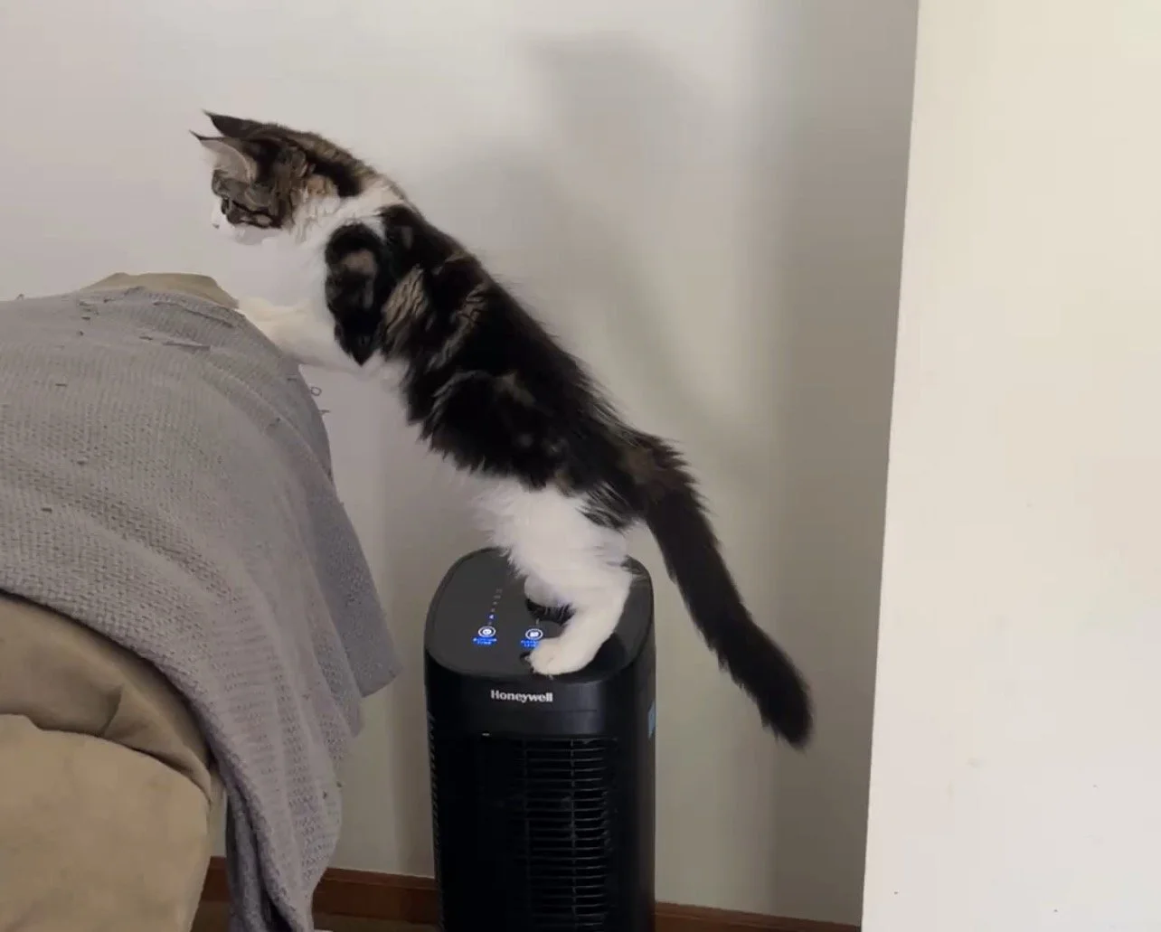 Miss G, a dark tabby and white Maine Coon kitten, balancing on a tower fan and reaching toward the back of a couch, with her long fluffy tail extended.