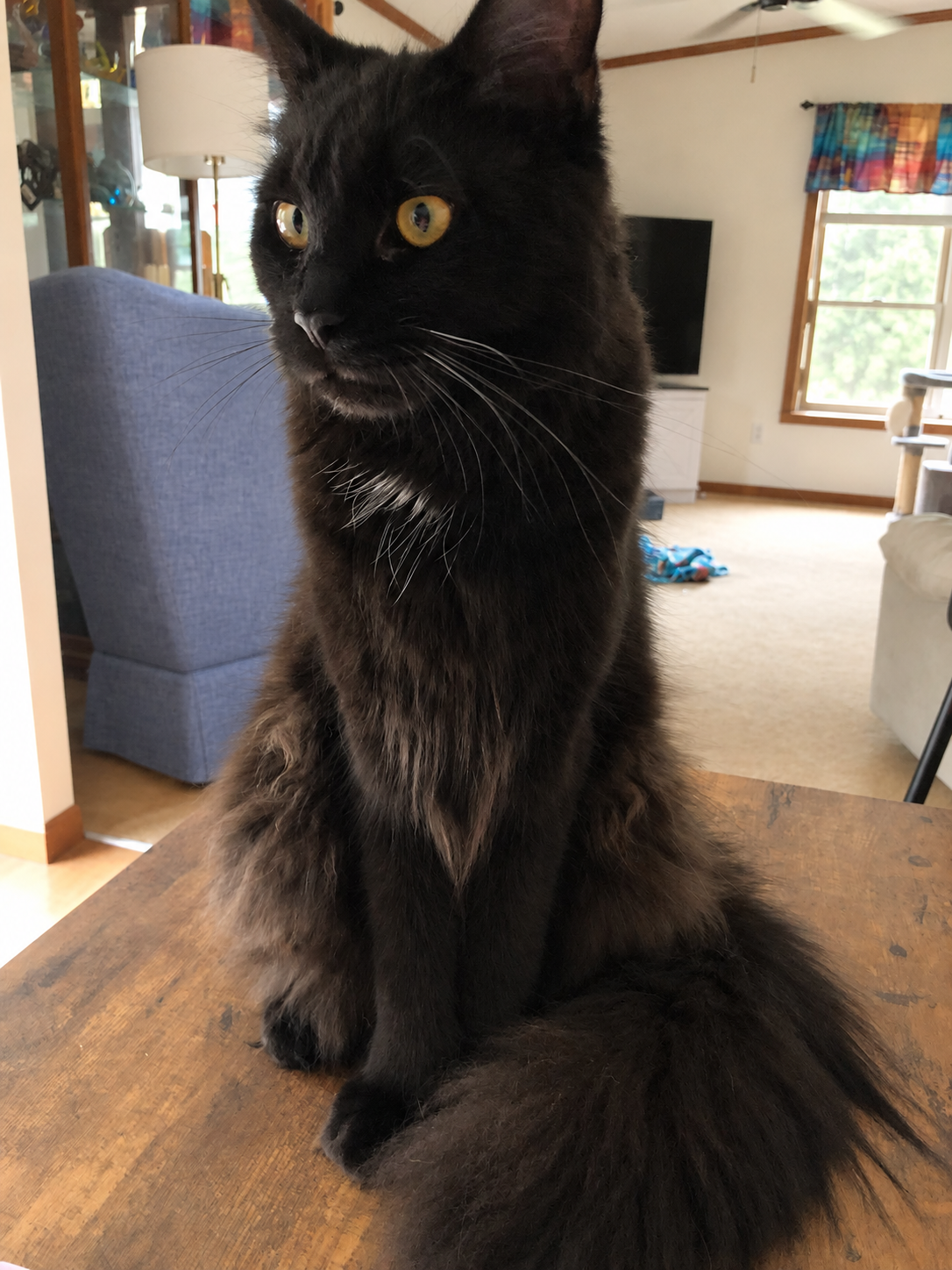 Max, a black Maine Coon with a fluffy coat, amber eyes, and a full plumed tail, sitting upright on a wooden table.