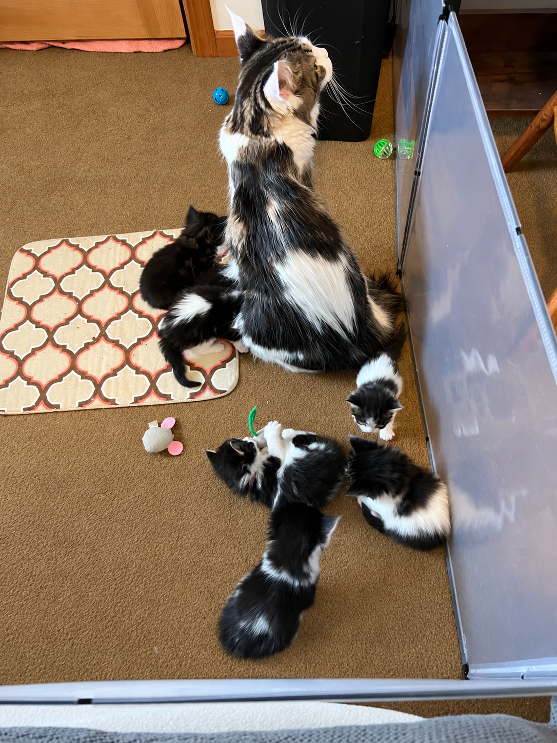 Molly, a dark brown tabby and white Maine Coon, sitting with several black, white, and tabby kittens playing around her on a carpeted floor.