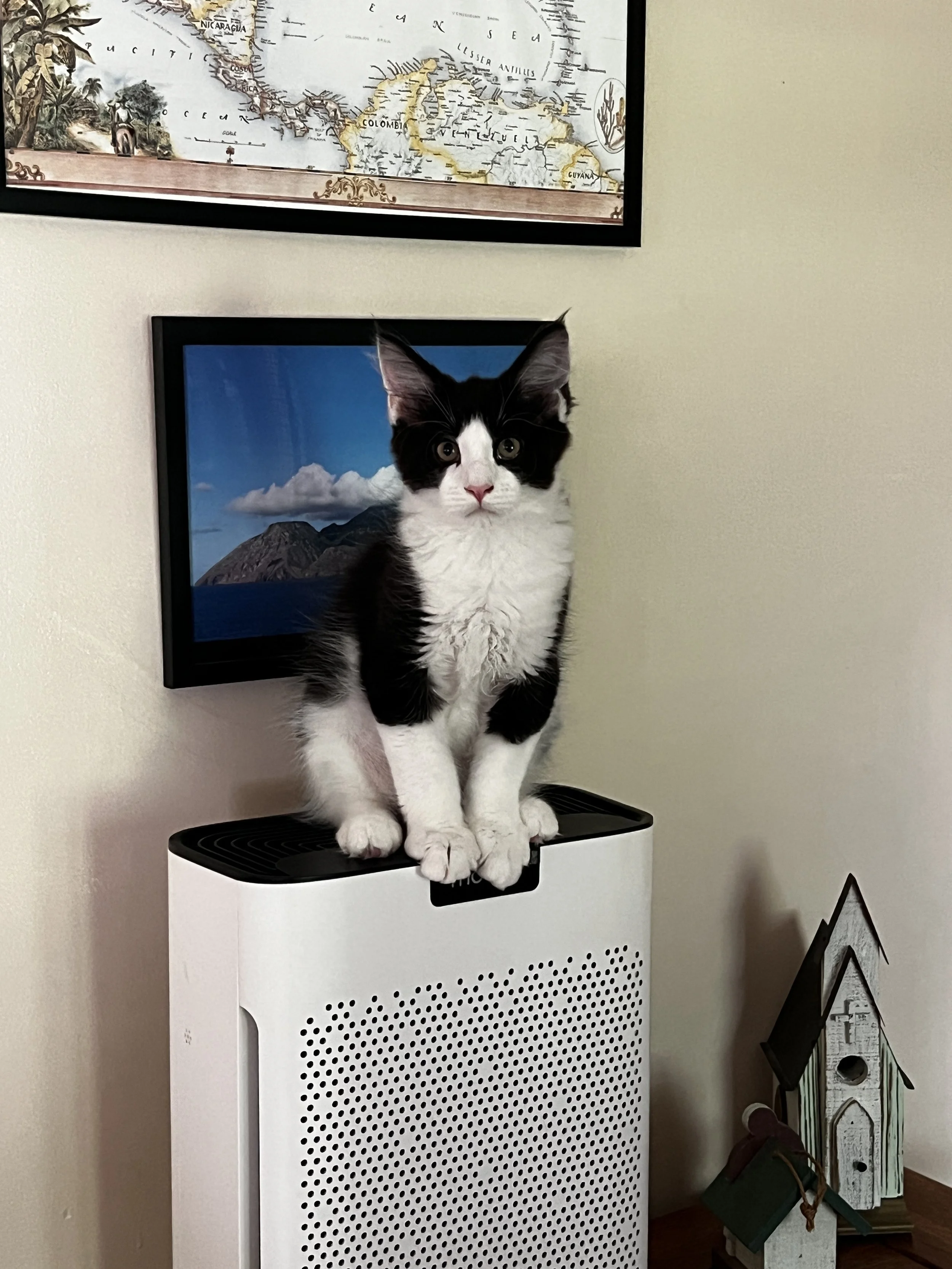Black-and-white tuxedo Maine Coon kitten with a white chest, pink nose, and tall tufted ears, sitting upright on a white air purifier.