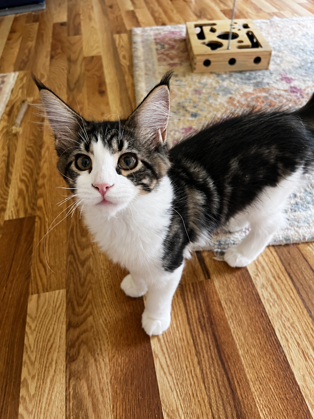 Miss G, a dark brown tabby and white Maine Coon kitten with dark striped markings, large tufted ears, and a pink nose, standing on a hardwood floor.