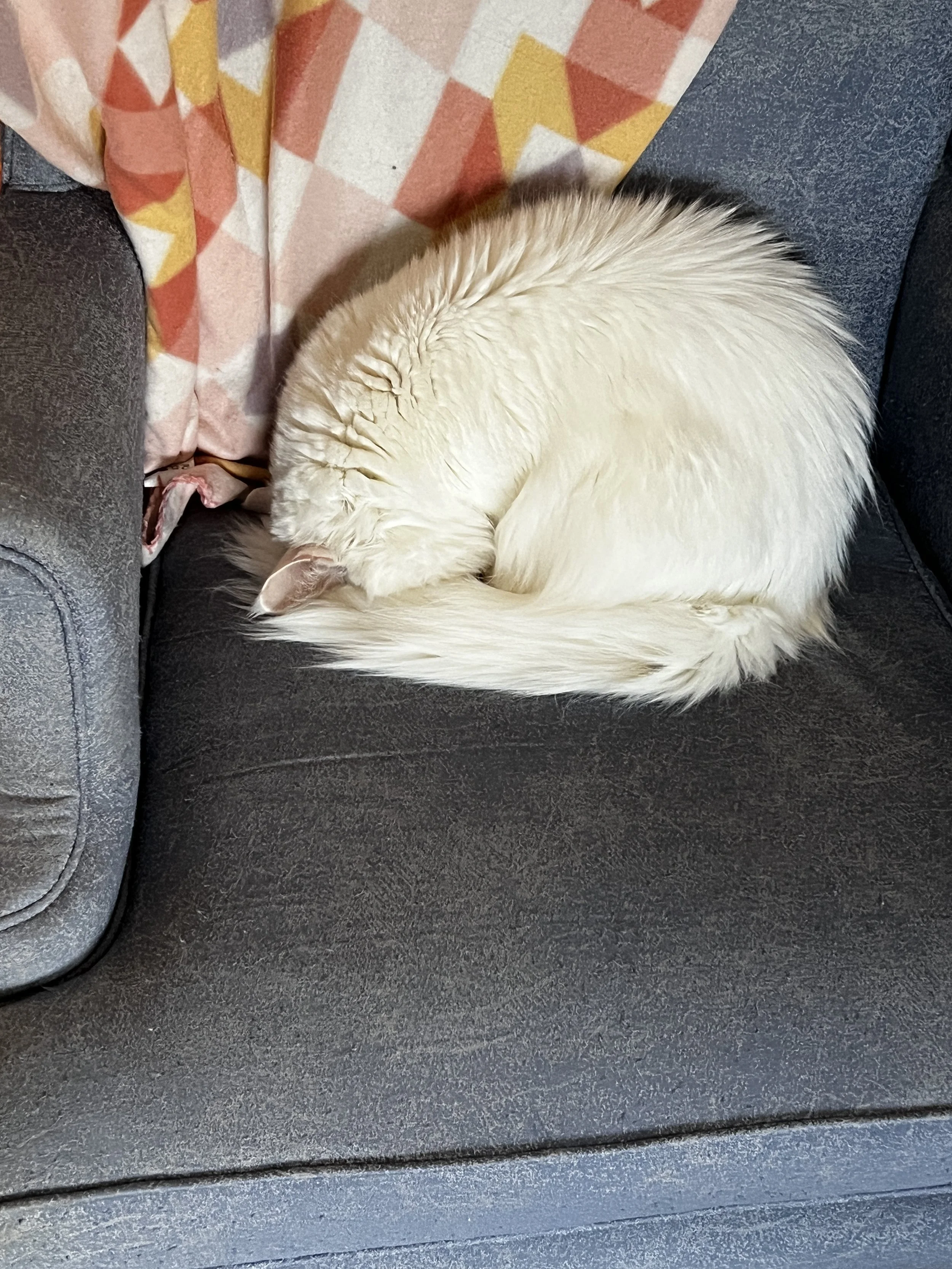 Elsa, a fluffy white Maine Coon, curled tightly into a ball asleep on a light blue armchair, with her face tucked beneath her long tail.